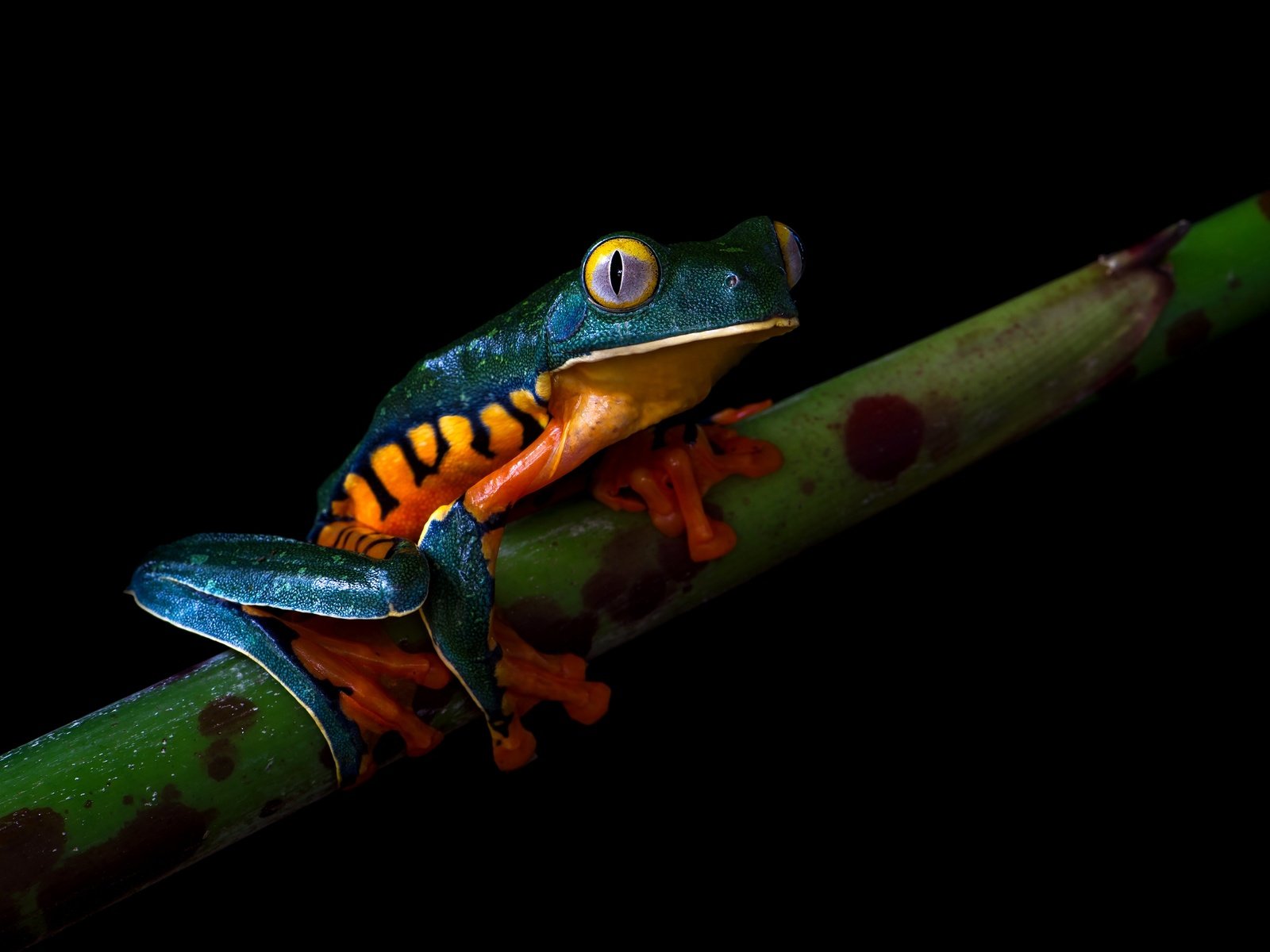 Обои пятна, лягушка, черный фон, стебель, spot, frog, black background, stem разрешение 3840x2556 Загрузить