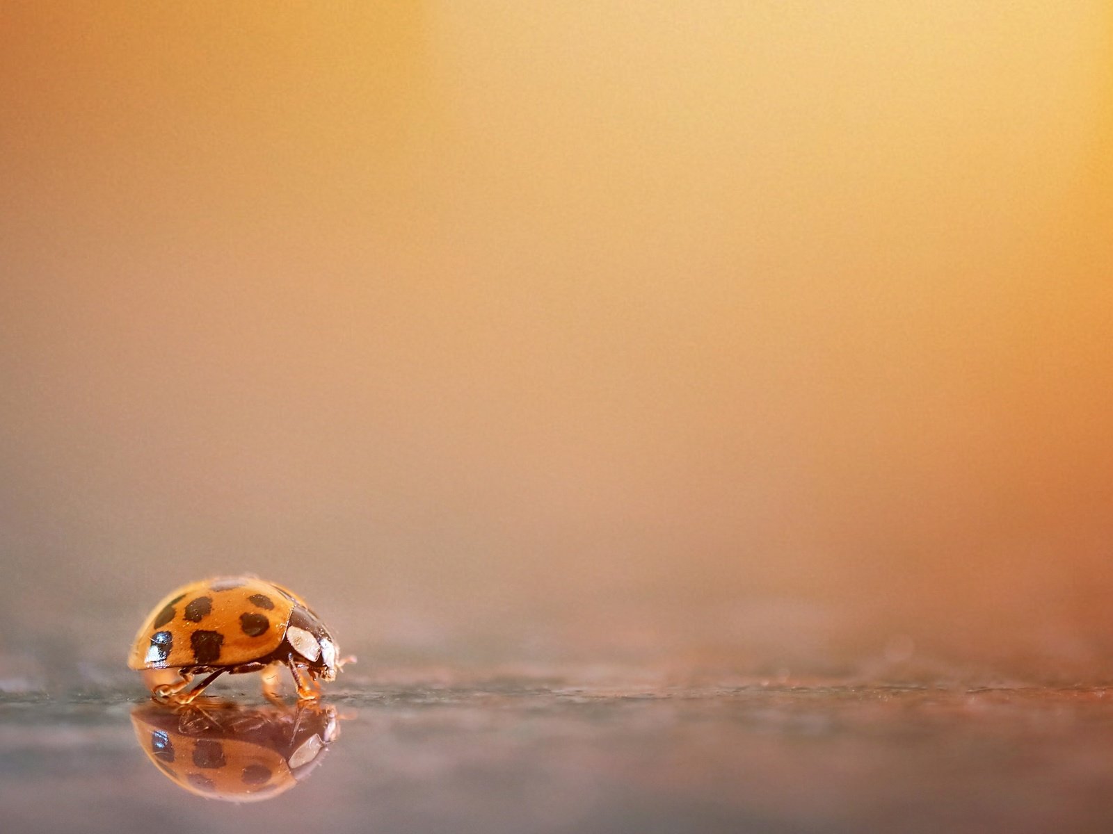 Обои природа, фон, божья коровка, nature, background, ladybug разрешение 3840x2160 Загрузить