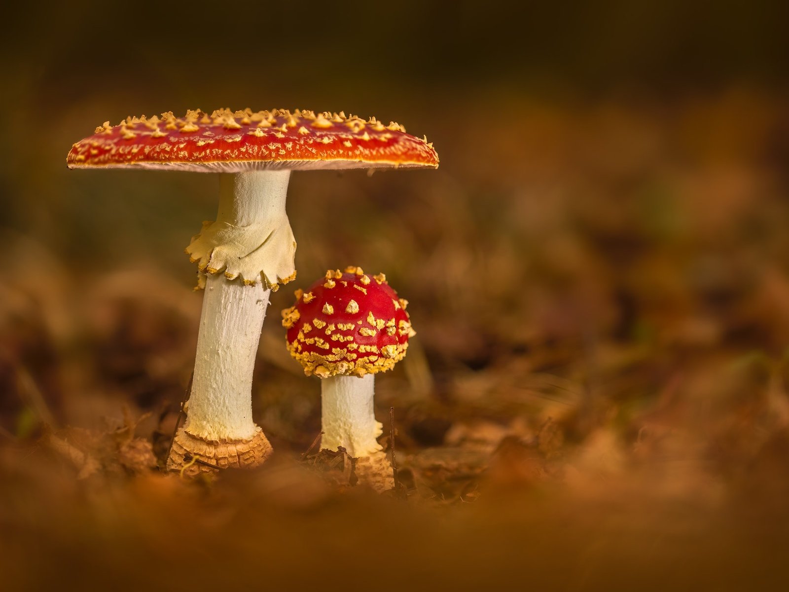 Обои природа, грибы, nature, mushrooms разрешение 2048x1365 Загрузить
