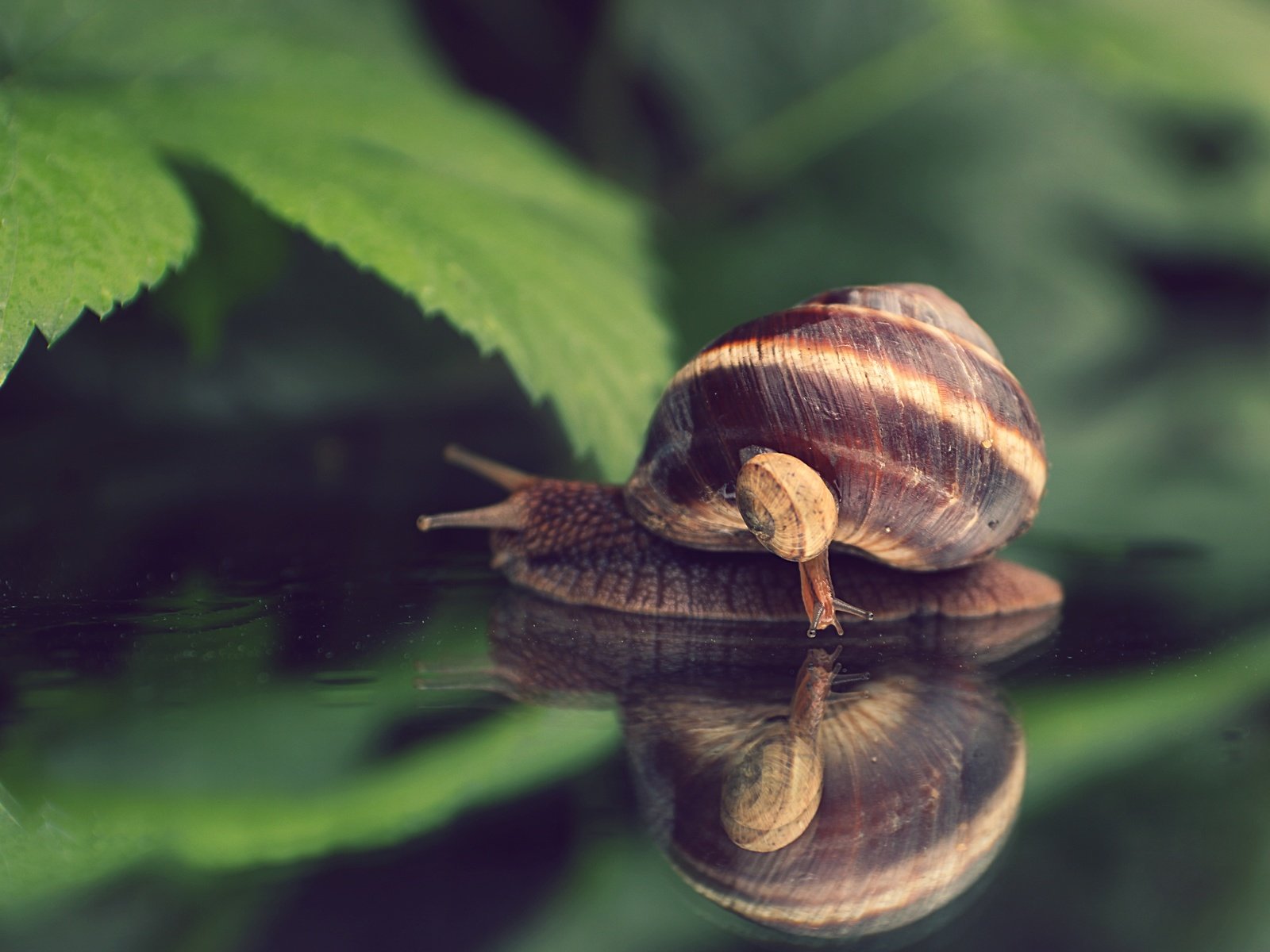 Обои природа, макро, улитка, nature, macro, snail разрешение 4890x3564 Загрузить