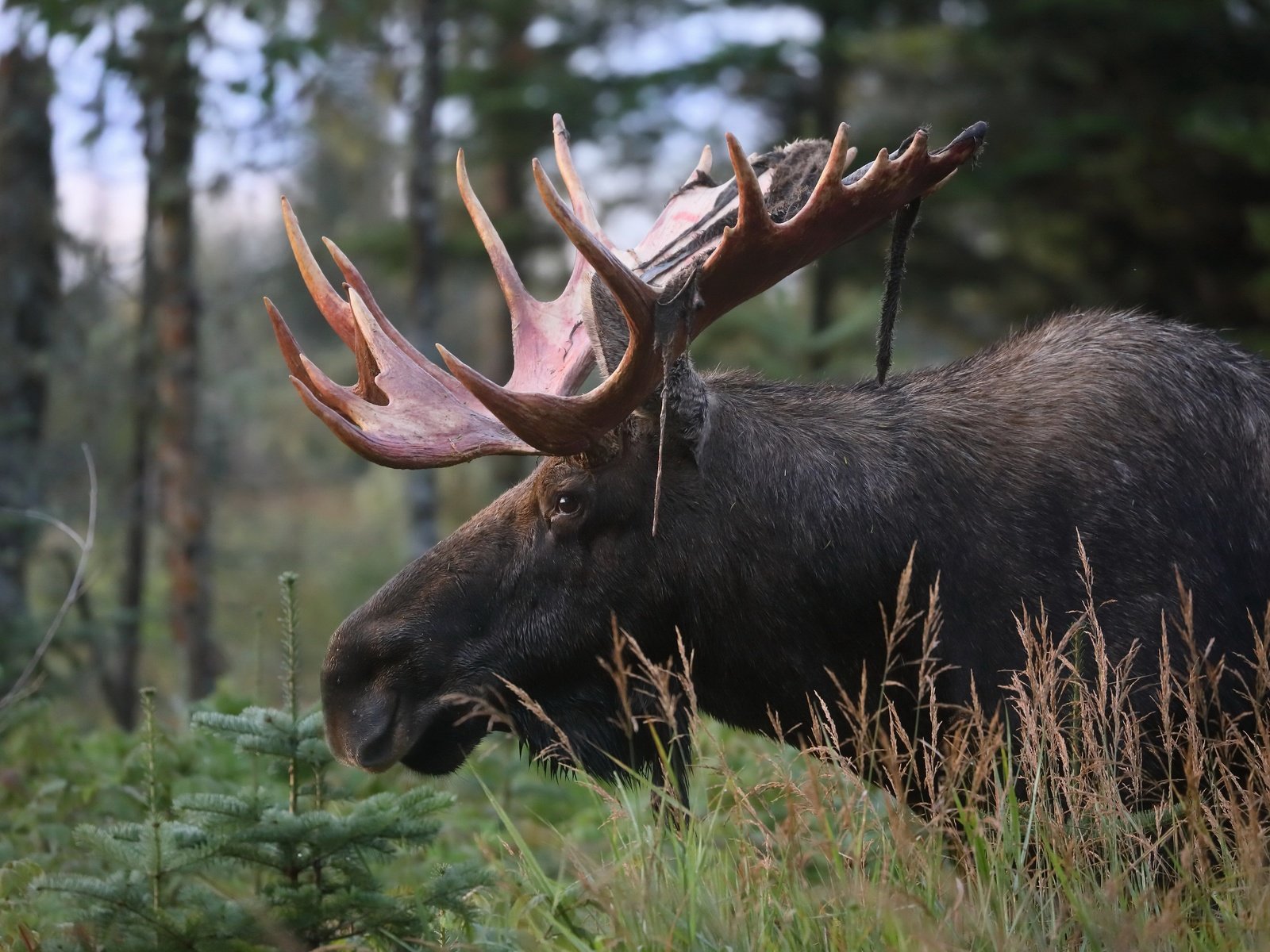 Обои природа, осень, лось, nature, autumn, moose разрешение 3072x2048 Загрузить