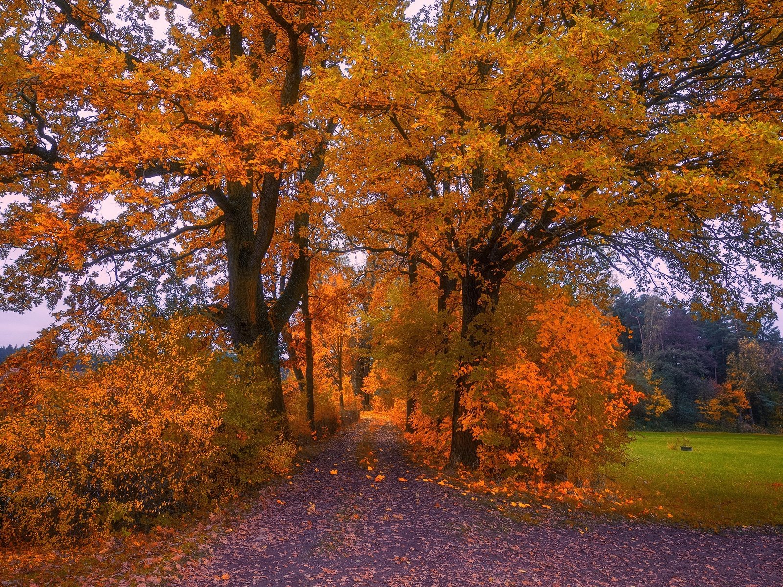 Обои природа, осень, nature, autumn разрешение 3840x2160 Загрузить