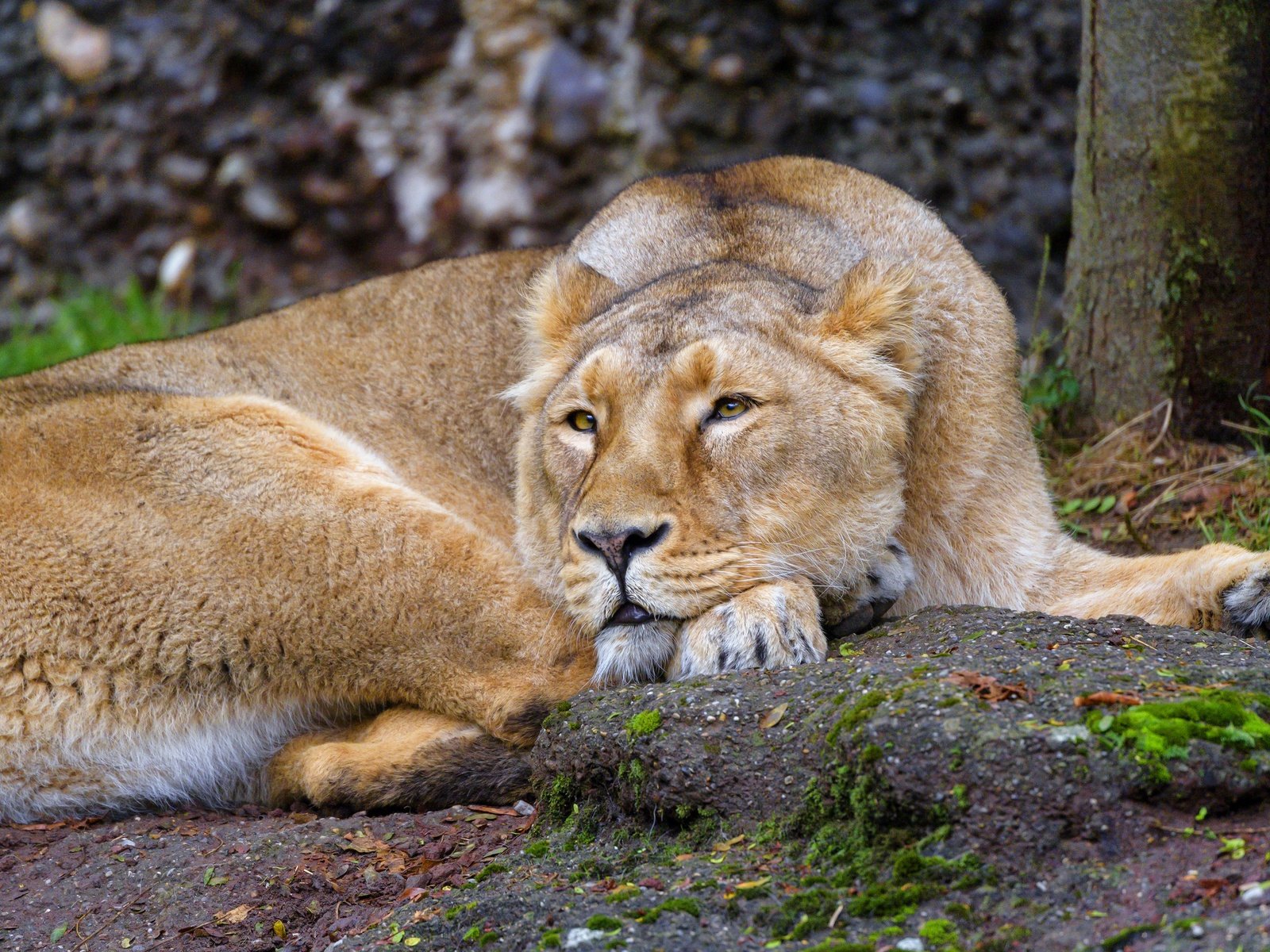 Обои природа, поза, лежит, отдых, львица, nature, pose, lies, stay, lioness разрешение 3840x2160 Загрузить