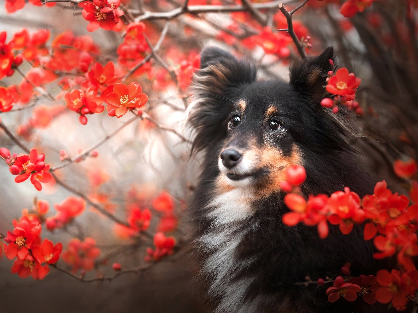 Обои природа, ветки, собака, шелти, nature, branches, dog, sheltie разрешение 2048x1366 Загрузить