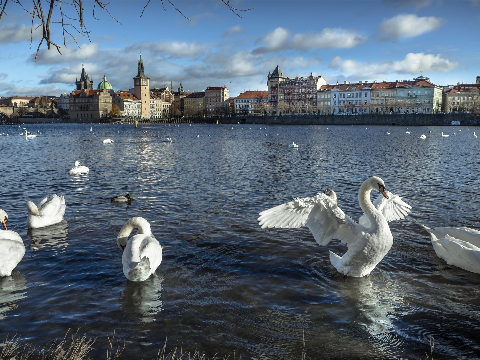 Обои река, город, дома, птицы, здания, прага, лебеди, чехия, river, the city, home, birds, building, prague, swans, czech republic разрешение 2938x1817 Загрузить