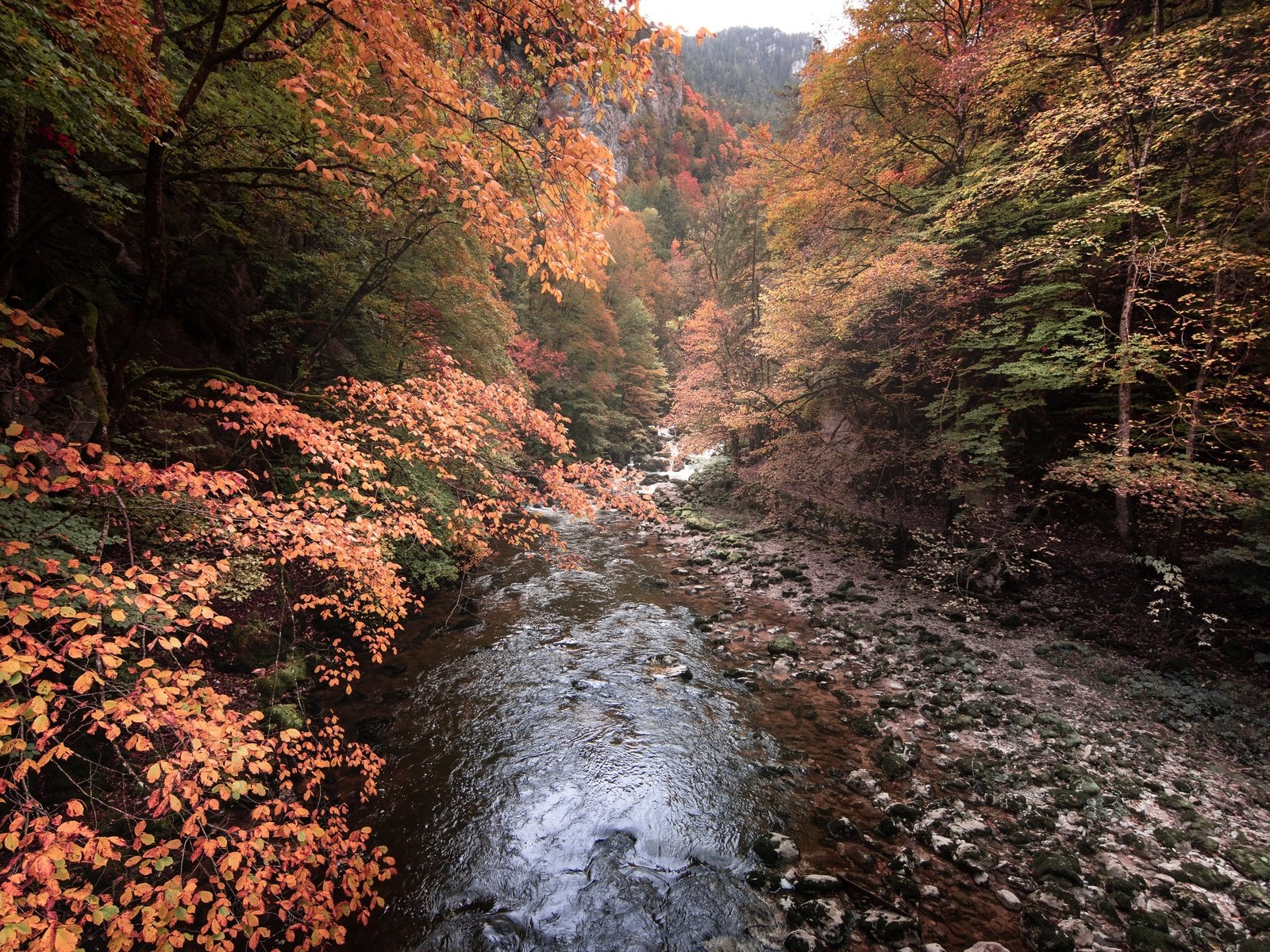 Обои река, лес, river, forest разрешение 3840x2160 Загрузить