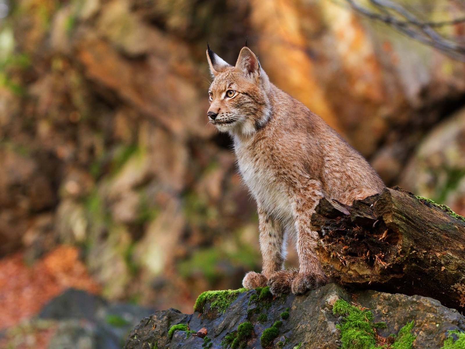 Обои рысь, осень, сидит, камень, бревно, боке, lynx, autumn, sitting, stone, log, bokeh разрешение 4628x3331 Загрузить