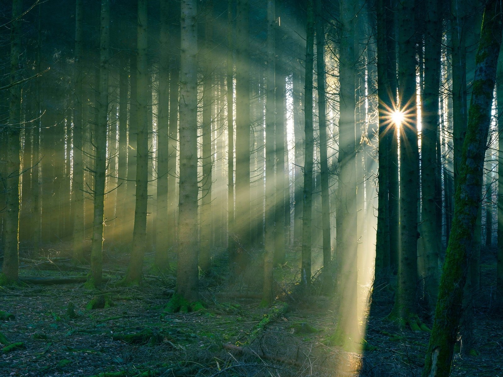 Обои солнце, лес, туман, стволы, the sun, forest, fog, trunks разрешение 3840x2160 Загрузить
