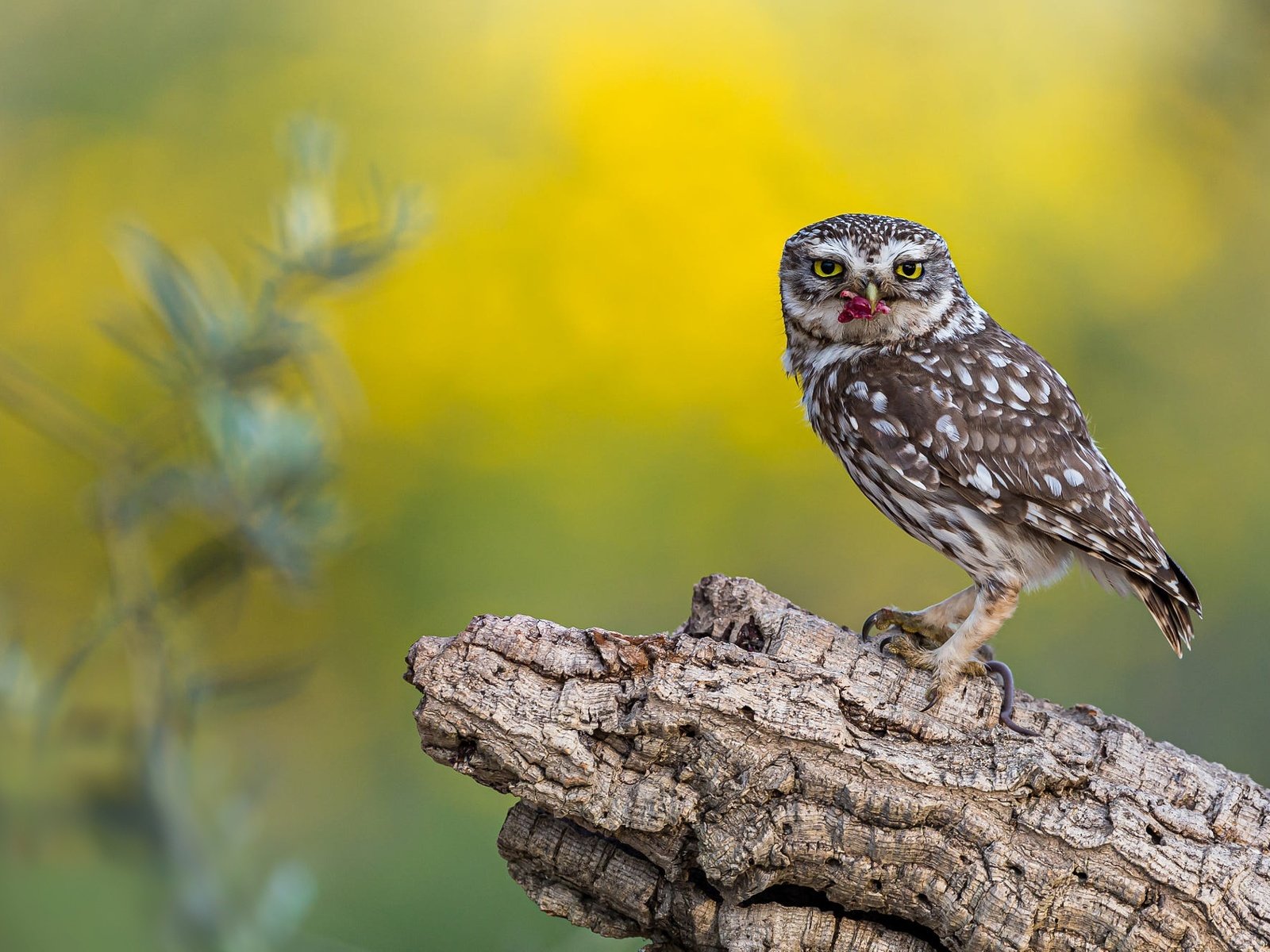 Обои сова, фон, птица, пень, добыча, сыч, owl, background, bird, stump, mining разрешение 2000x1334 Загрузить