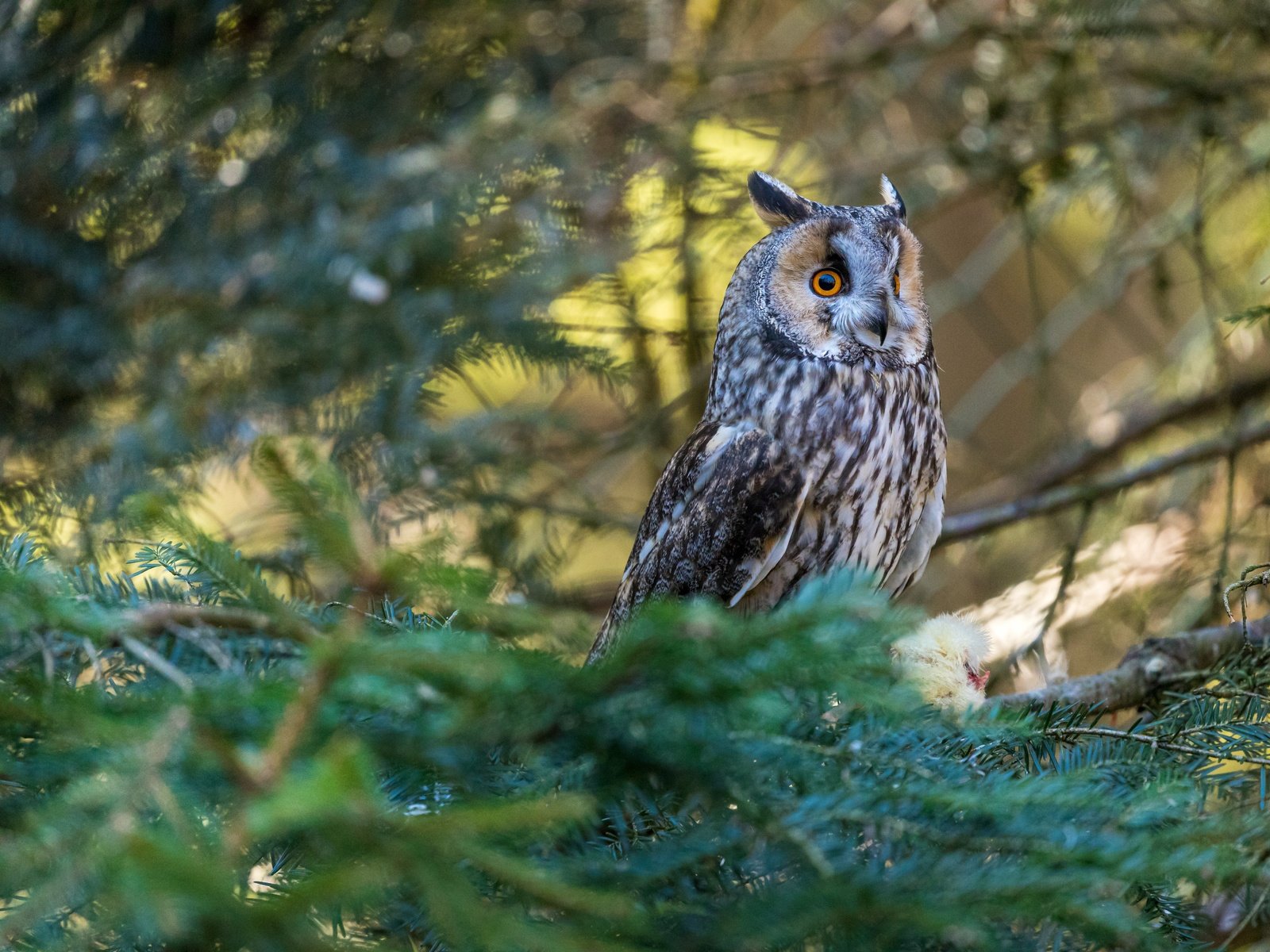 Обои сова, хвоя, ветки, птица, боке, owl, needles, branches, bird, bokeh разрешение 6720x4480 Загрузить