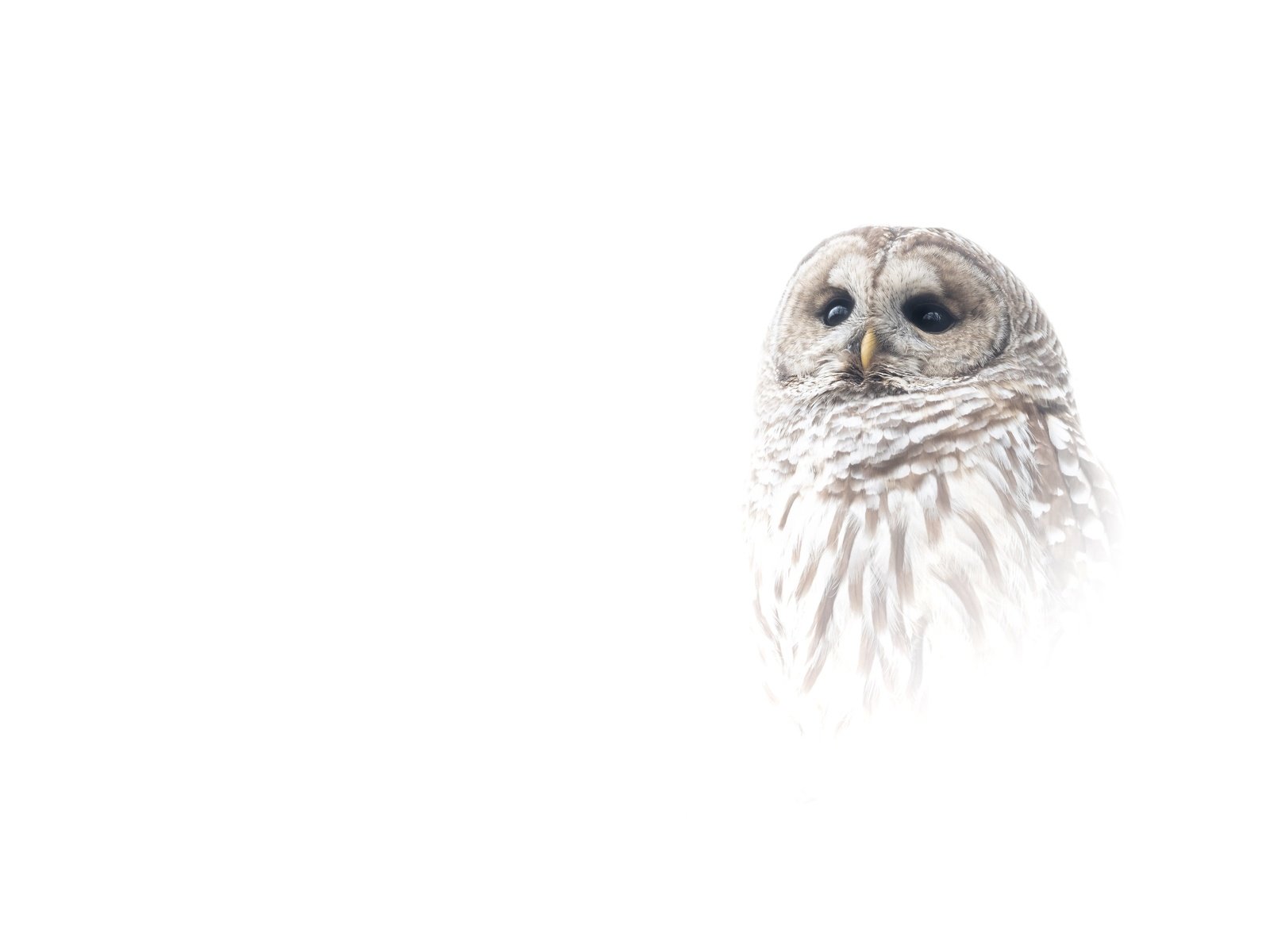 Обои сова, портрет, птица, белый фон, owl, portrait, bird, white background разрешение 4096x2730 Загрузить