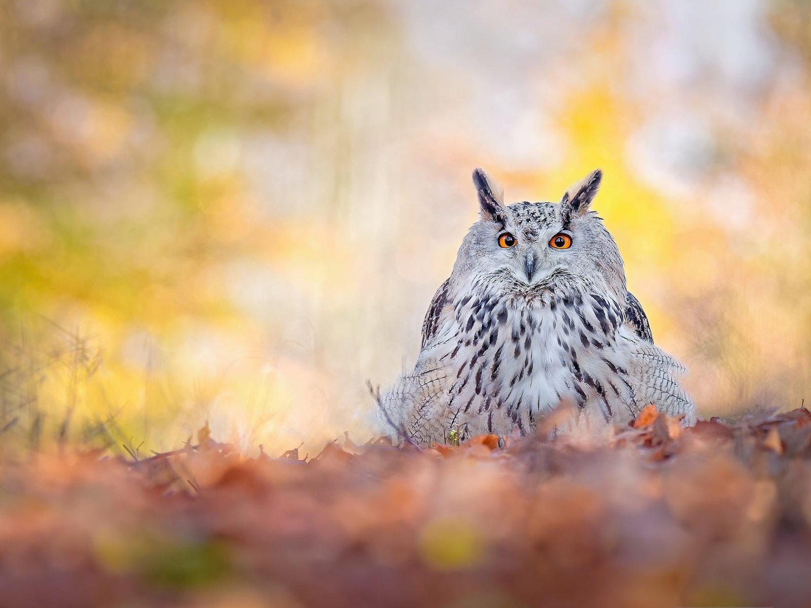 Обои сова, природа, листья, взгляд, осень, птица, боке, филин, owl, nature, leaves, look, autumn, bird, bokeh разрешение 2000x1334 Загрузить