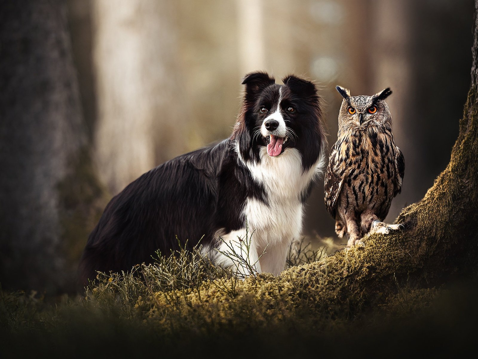 Обои сова, собака, птица, мох, филин, owl, dog, bird, moss разрешение 2048x1365 Загрузить