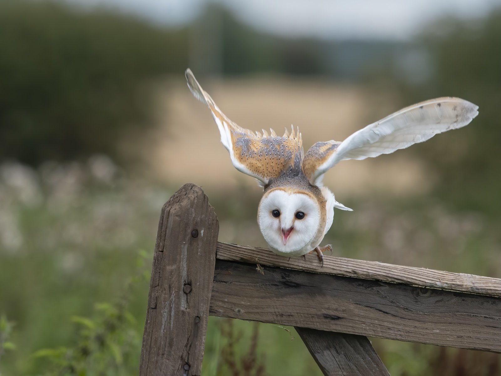 Обои сова, взгляд, забор, доски, птица, сипуха, взмах крыльев, owl, look, the fence, board, bird, the barn owl, flap разрешение 4950x3231 Загрузить