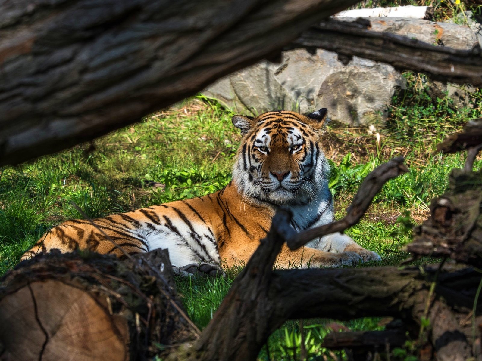 Обои тигр, ветки, взгляд, лежит, коряга, бревно, tiger, branches, look, lies, snag, log разрешение 2048x1366 Загрузить