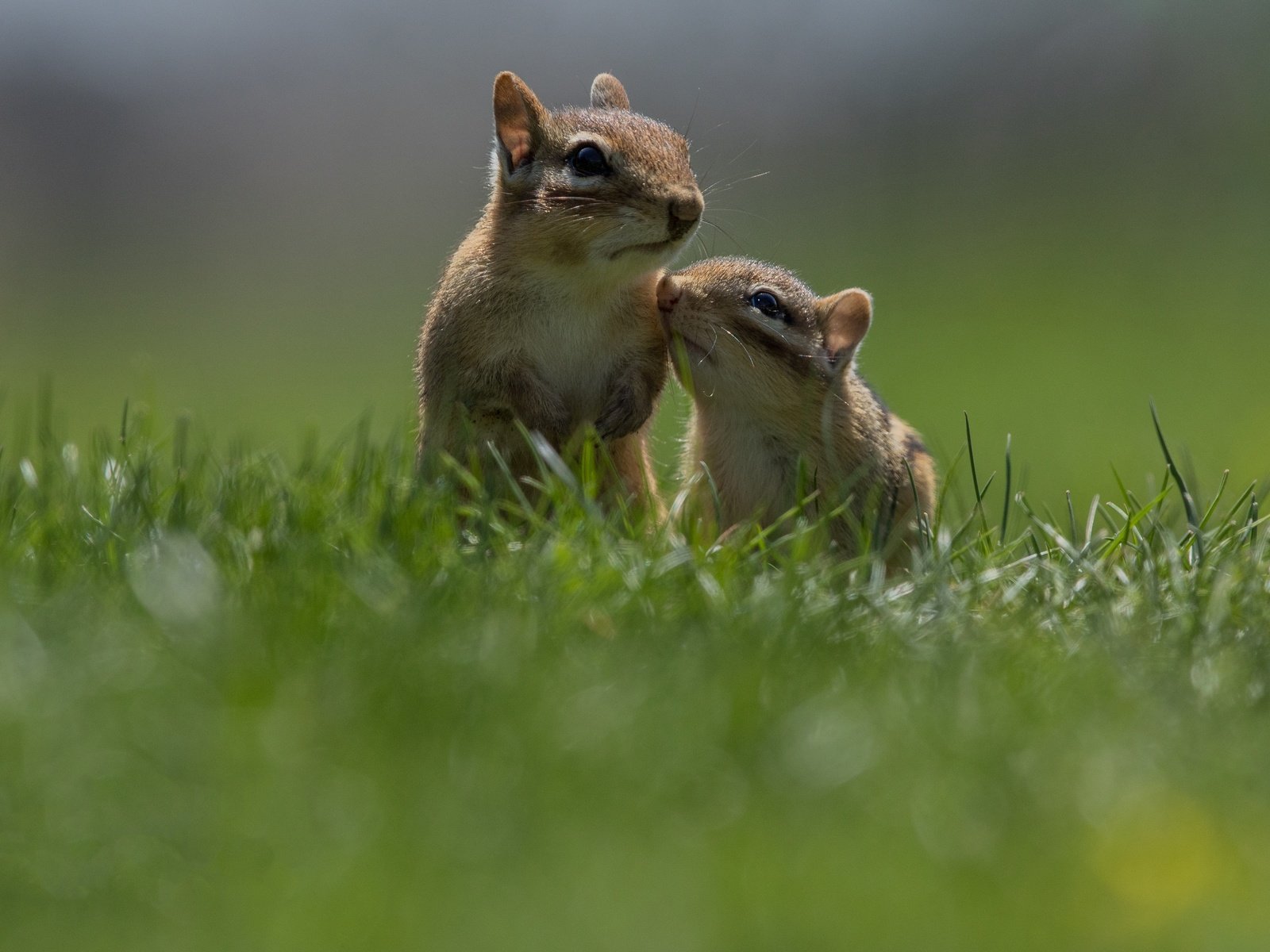 Обои трава, бурундук, стойка, мордашки, бурундуки, grass, chipmunk, stand, faces, chipmunks разрешение 3619x2440 Загрузить