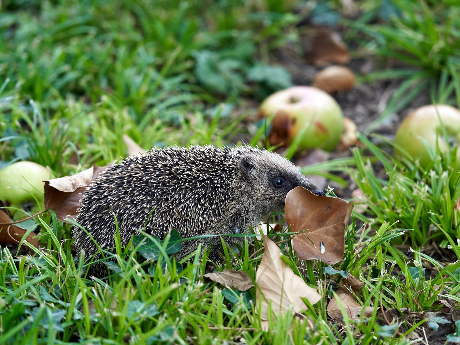 Обои трава, листья, яблоки, осень, ежик, еж, grass, leaves, apples, autumn, hedgehog разрешение 5827x3884 Загрузить