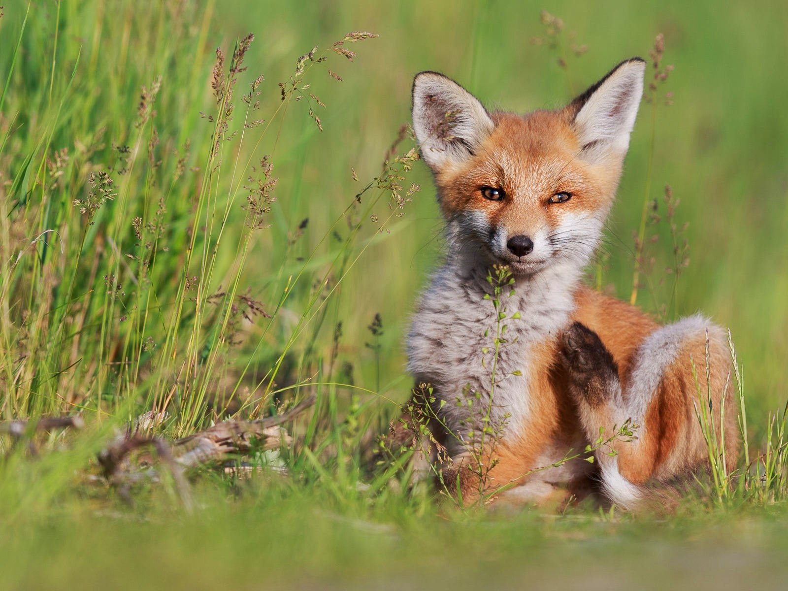 Обои трава, поза, взгляд, лиса, сидит, малыш, лисенок, grass, pose, look, fox, sitting, baby разрешение 1920x1200 Загрузить