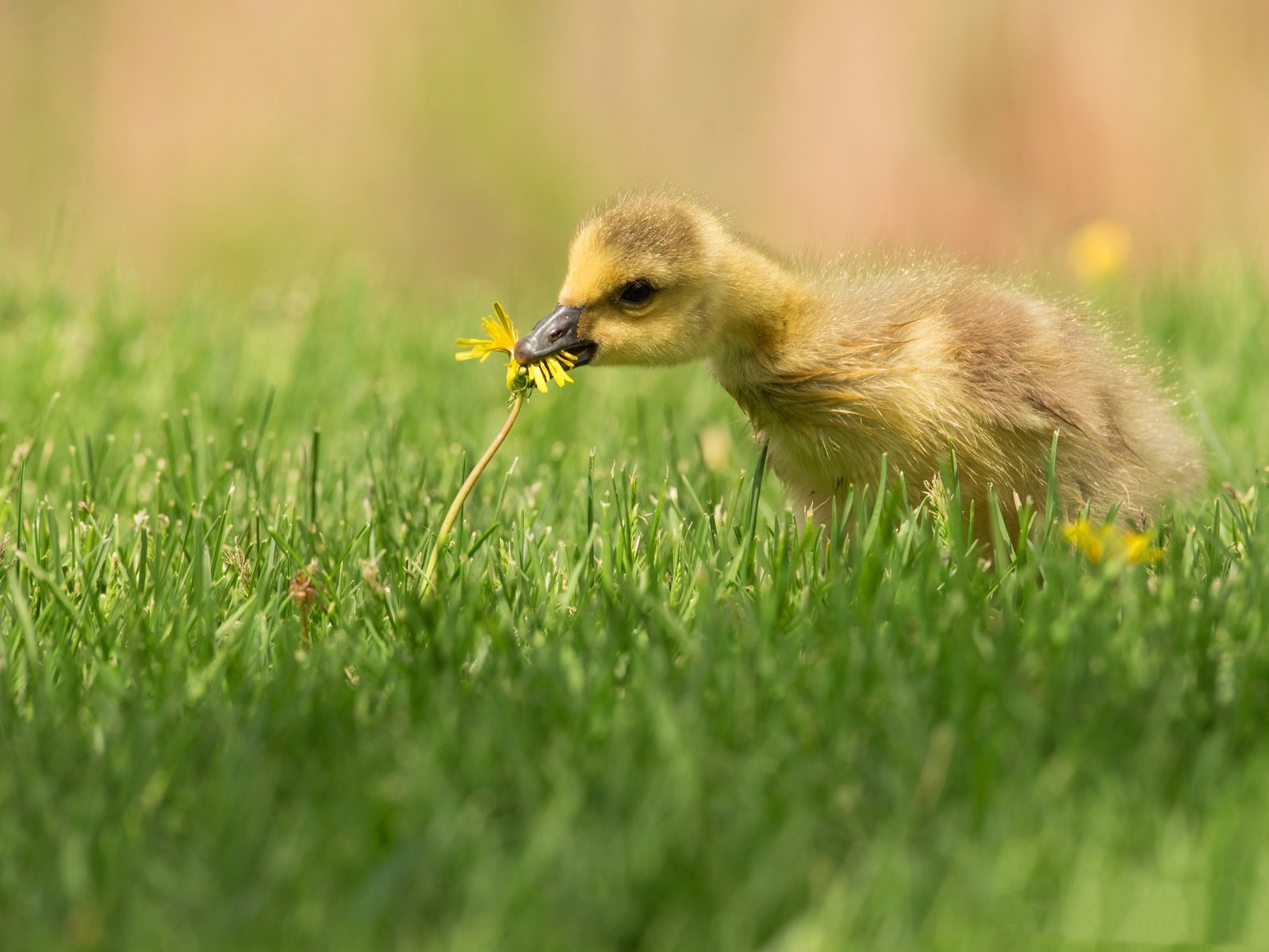 Обои трава, птенец, цветок, поляна, птица, одуванчик, утенок, гусенок, grass, chick, flower, glade, bird, dandelion, duck, gosling разрешение 4096x2751 Загрузить