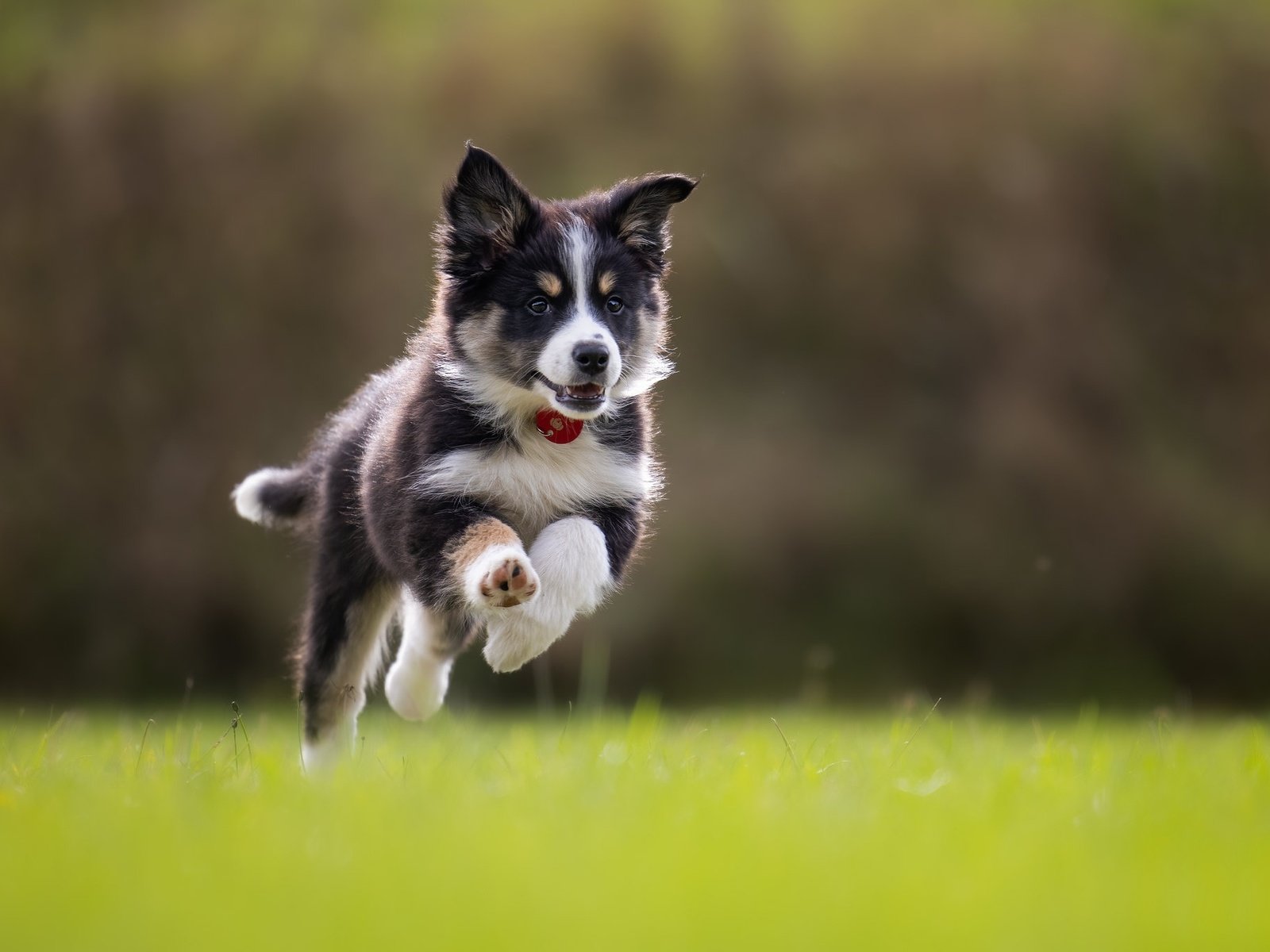 Обои трава, собака, щенок, прогулка, бег, боке, бордер-колли, grass, dog, puppy, walk, running, bokeh, the border collie разрешение 2048x1366 Загрузить