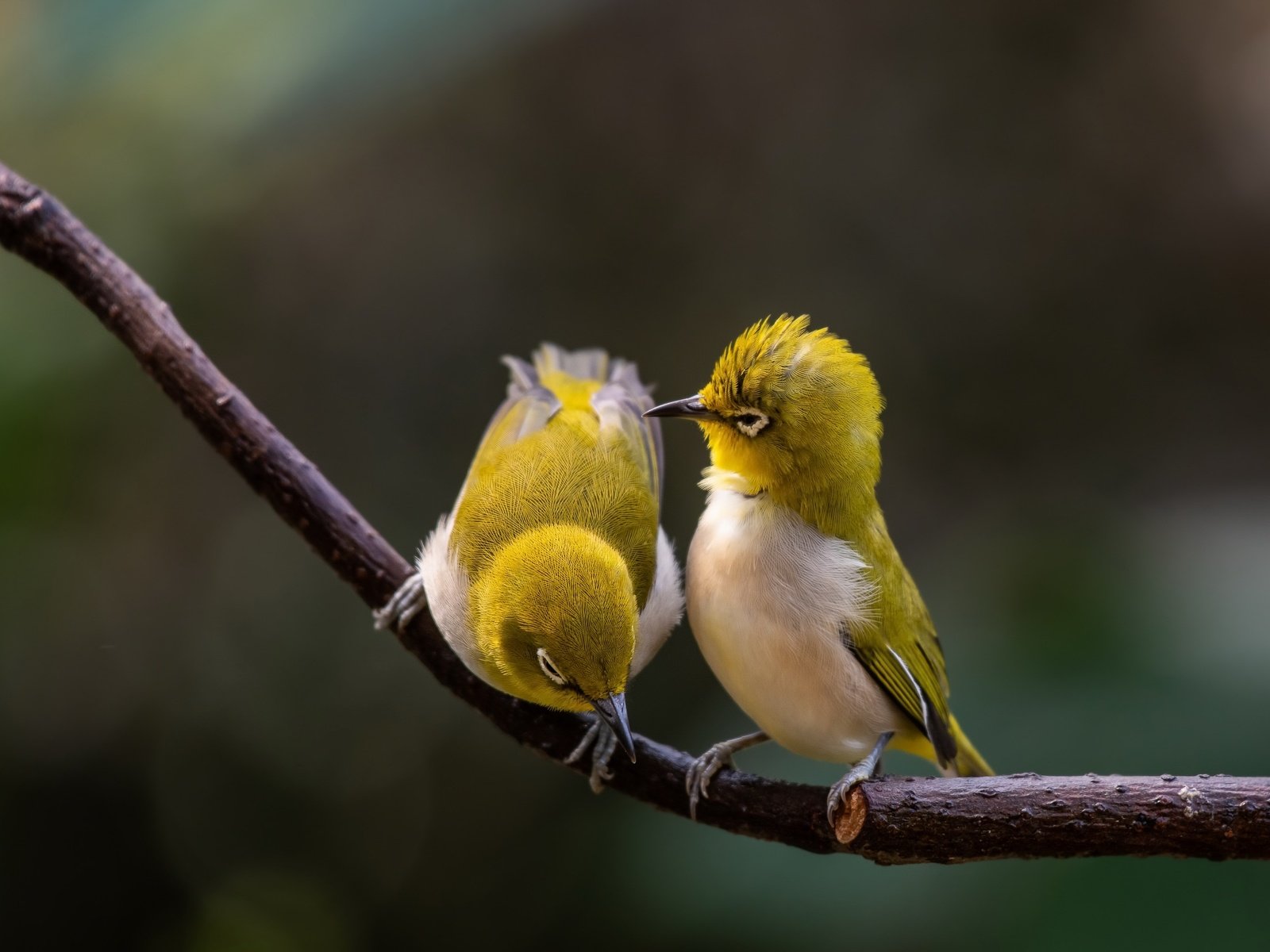 Обои ветка, природа, парочка, птички, боке, белоглазка, белый глаз, branch, nature, a couple, birds, bokeh, white-eyed, white eye разрешение 3840x2160 Загрузить