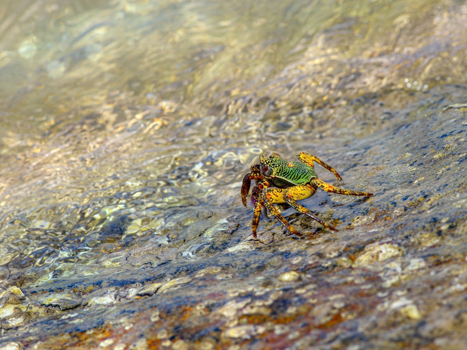 Обои вода, берег, галька, водоем, течение, краб, water, shore, pebbles, pond, for, crab разрешение 4000x2667 Загрузить