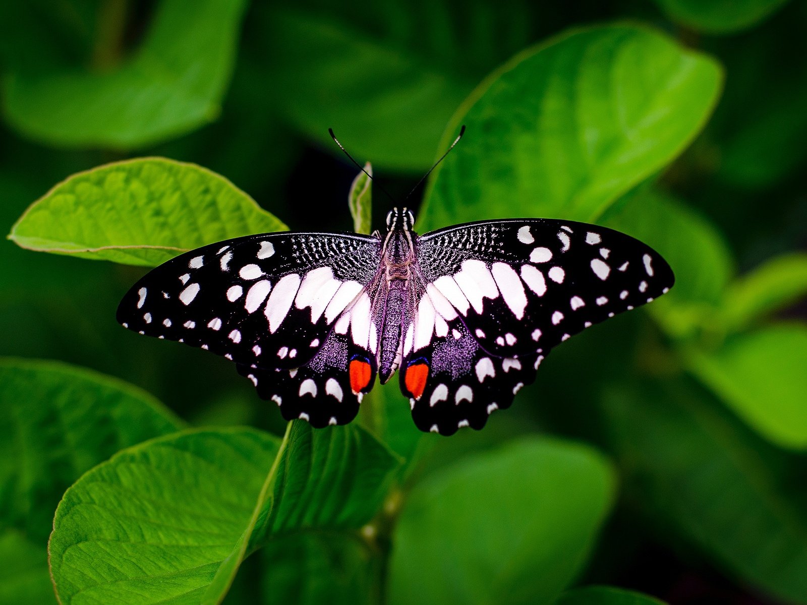 Обои бабочка, зеленые листья, butterfly, green leaves разрешение 2560x1707 Загрузить