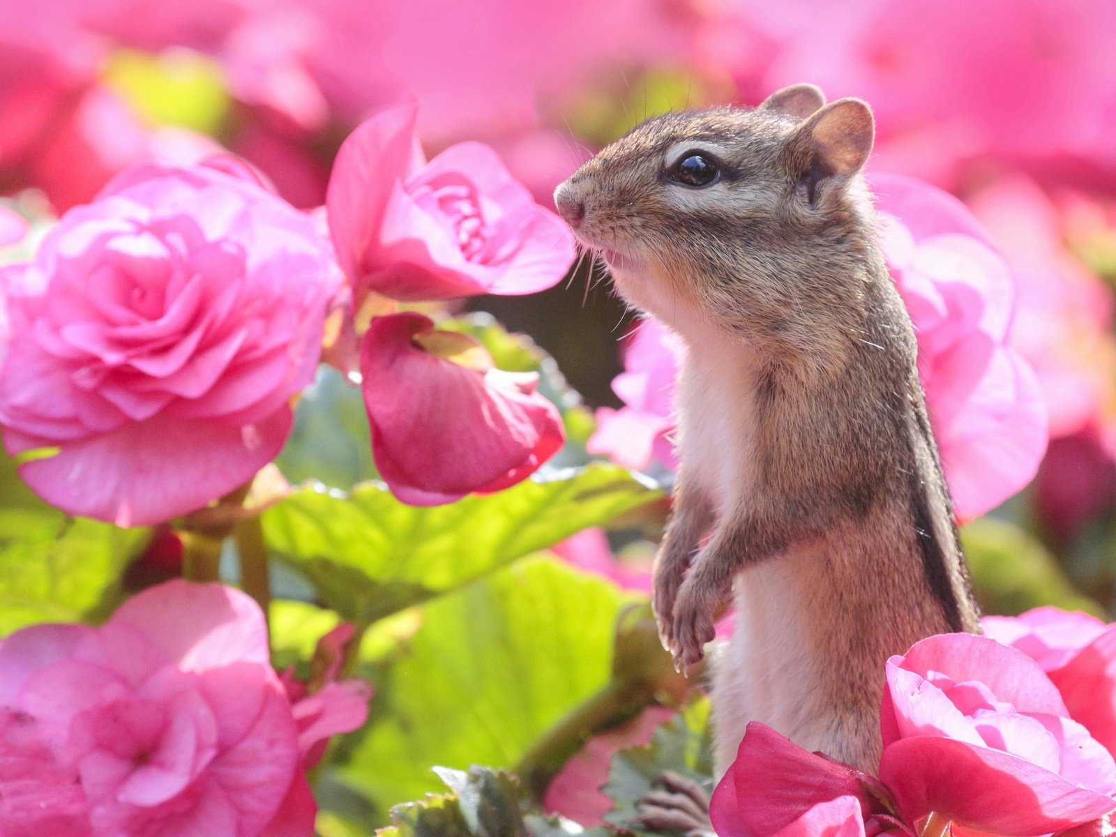 Обои цветы, бурундук, стойка, грызун, бегония, flowers, chipmunk, stand, rodent, begonia разрешение 2560x2229 Загрузить