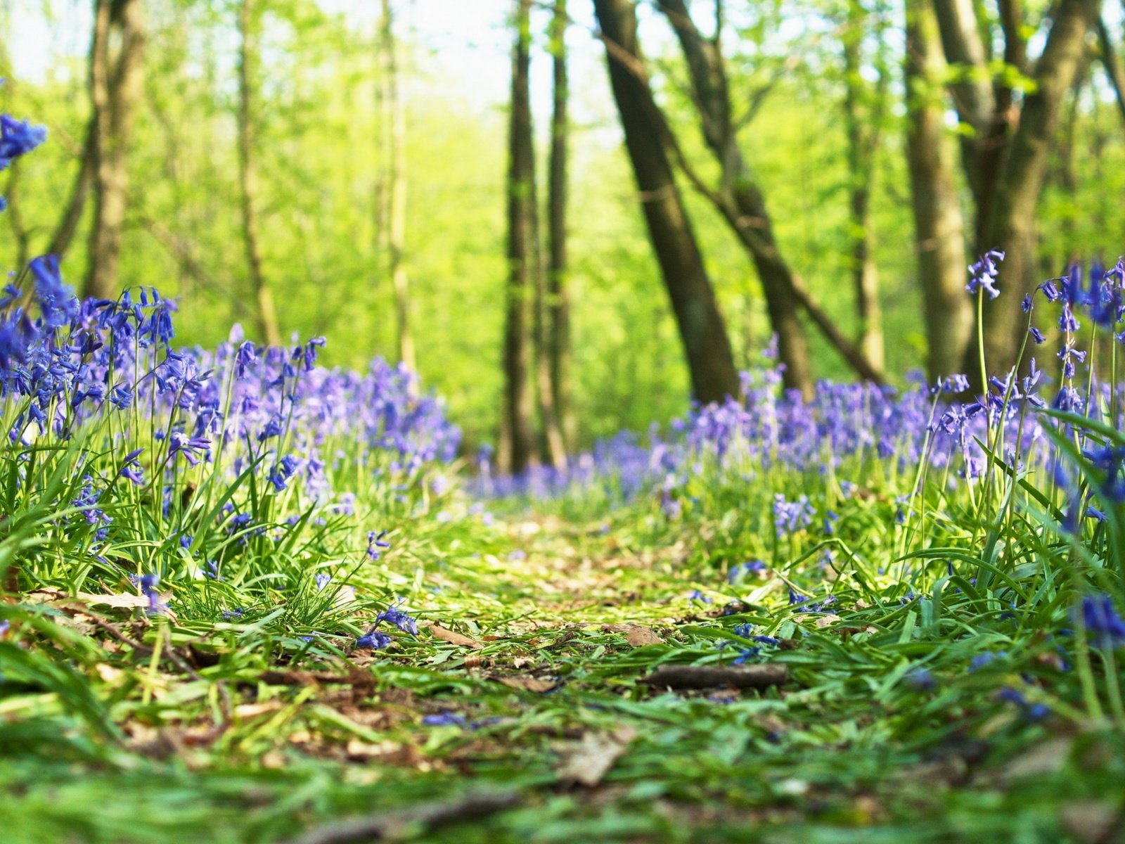 Обои цветы, трава, лес, весна, flowers, grass, forest, spring разрешение 2880x1800 Загрузить