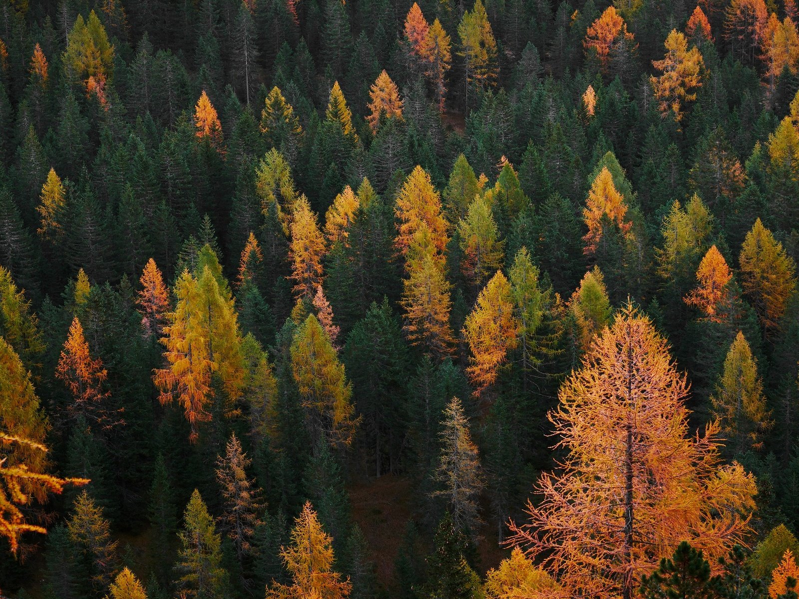 Обои деревья, лес, вид, склон, осень, trees, forest, view, slope, autumn разрешение 3840x2160 Загрузить