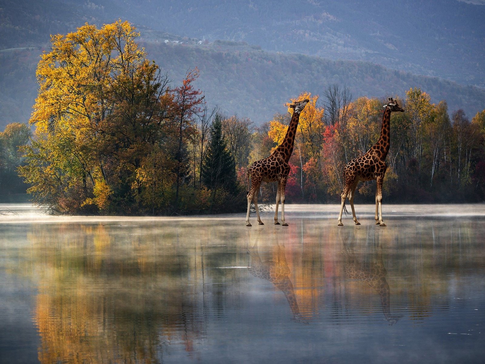 Обои деревья, отражение, осень, водоем, рендеринг, жирафы, trees, reflection, autumn, pond, rendering, giraffes разрешение 2880x1964 Загрузить