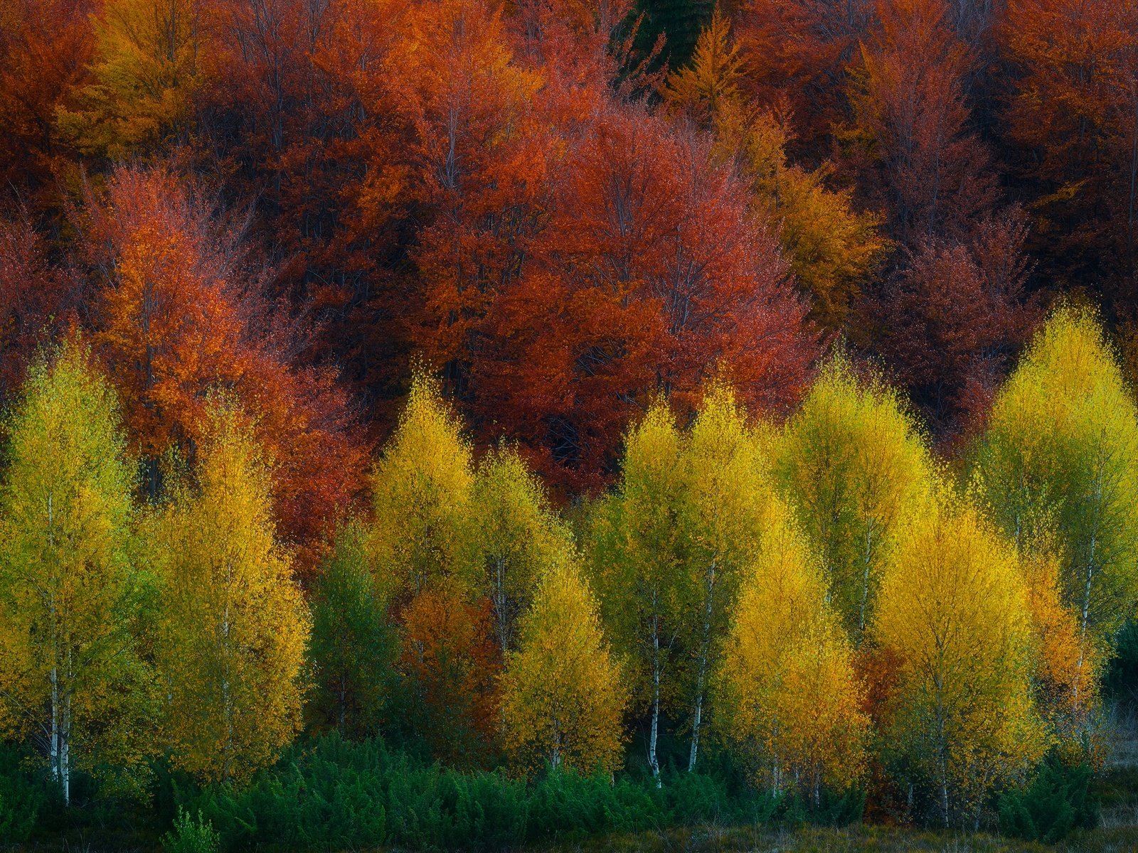 Обои деревья, природа, лес, осень, trees, nature, forest, autumn разрешение 2048x1367 Загрузить