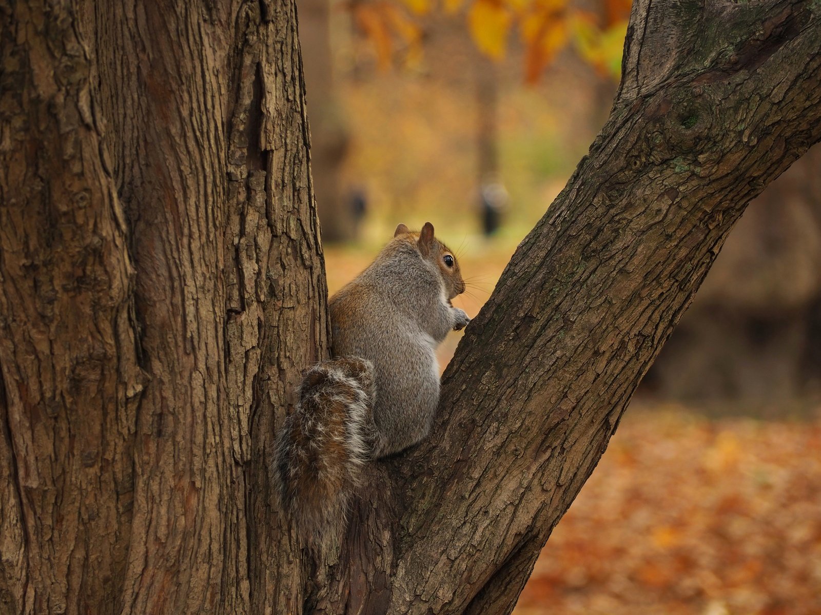 Обои дерево, осень, серая, белка, tree, autumn, grey, protein разрешение 4608x3456 Загрузить