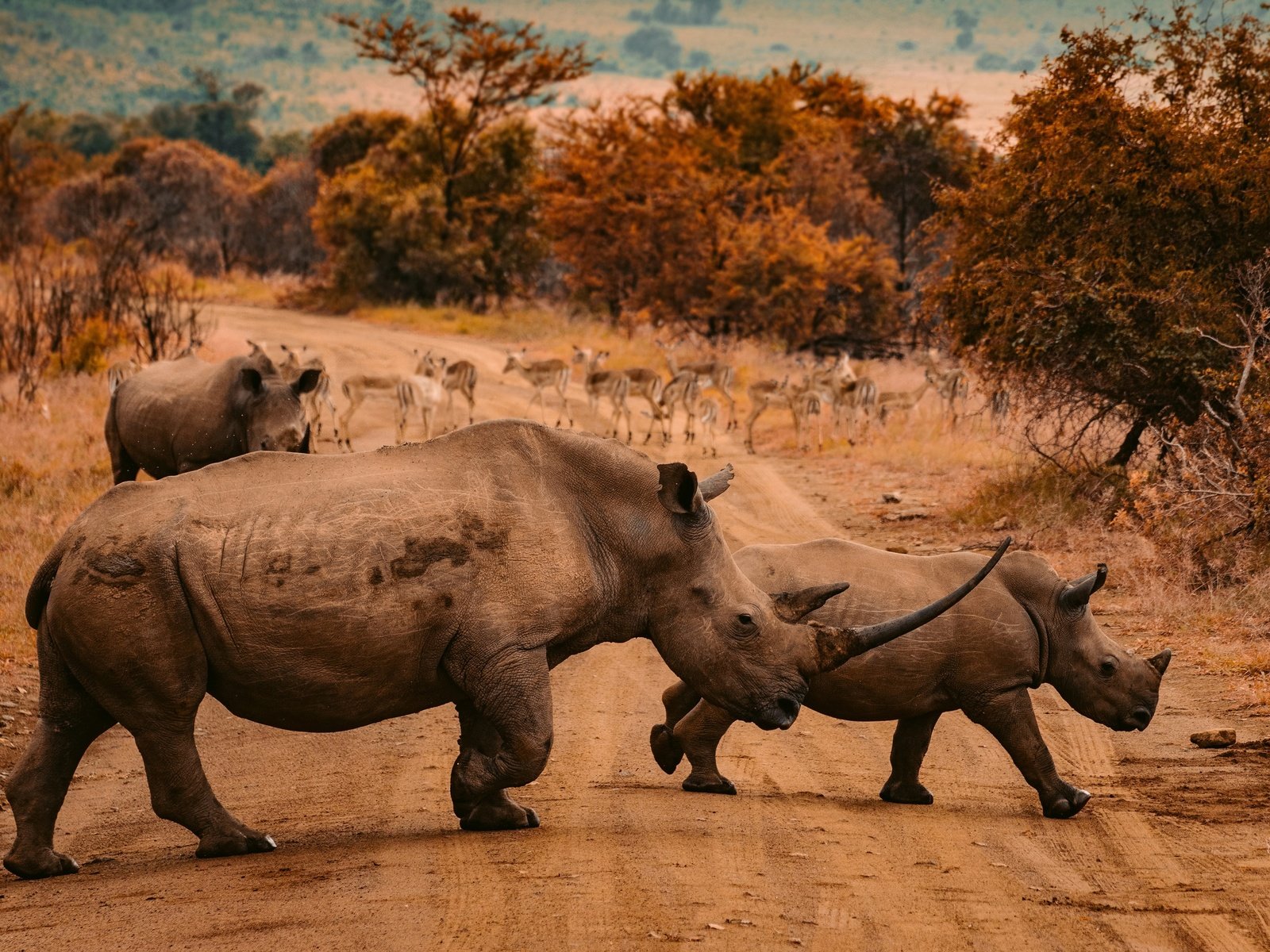 Обои дорога, природа, осень, африка, прогулка, носороги, road, nature, autumn, africa, walk, rhinos разрешение 2880x2050 Загрузить