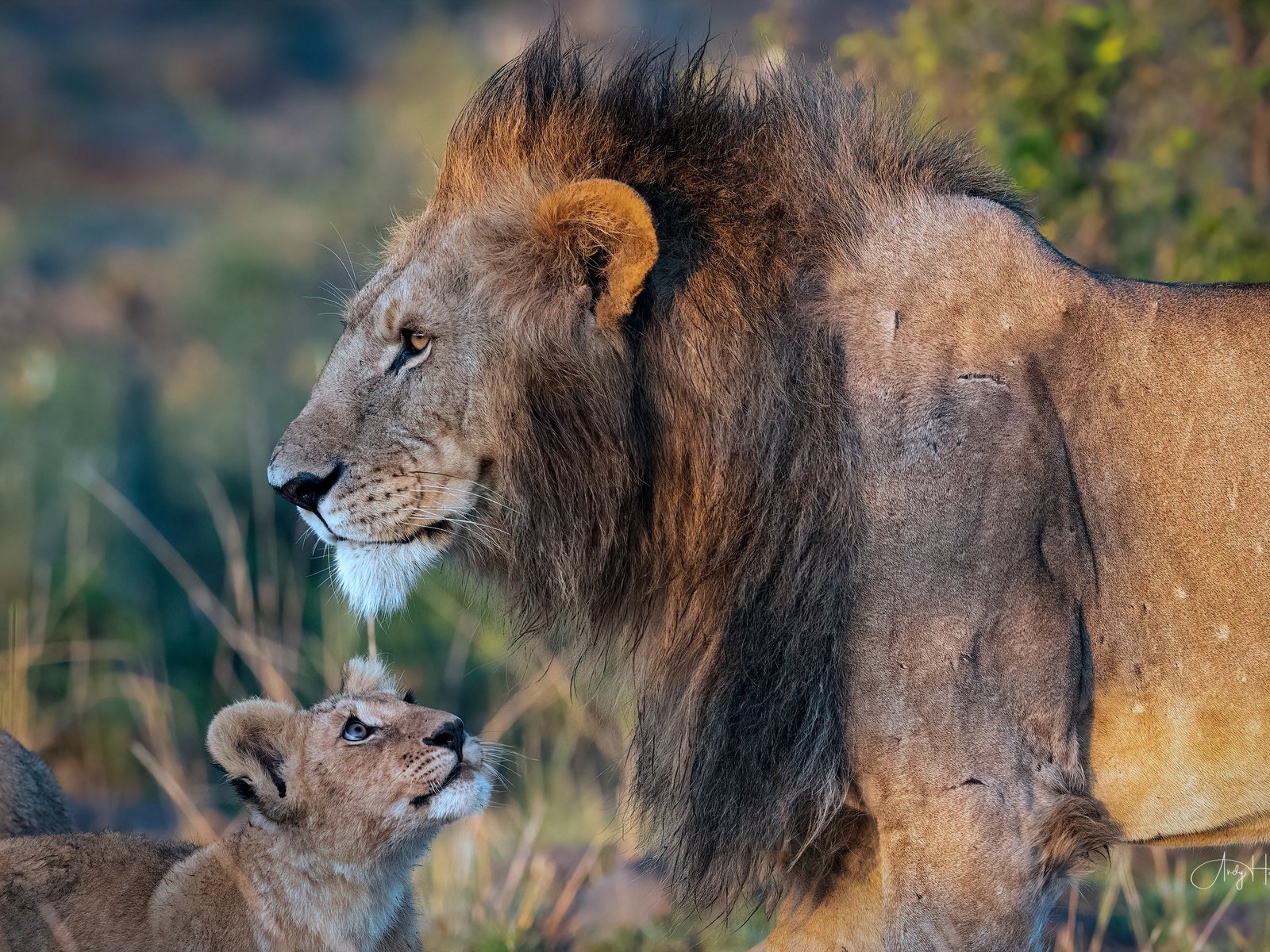 Обои дикие кошки, лев, грива, львёнок, детеныш, wild cats, leo, mane, lion, cub разрешение 3523x2349 Загрузить