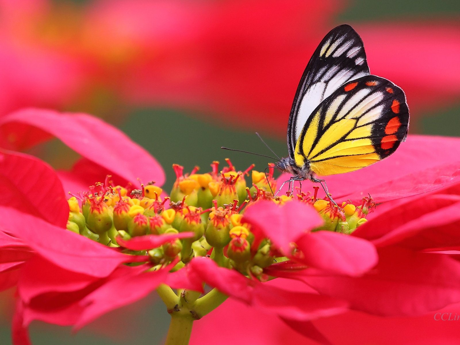 Обои макро, цветок, бабочка, macro, flower, butterfly разрешение 4096x2731 Загрузить