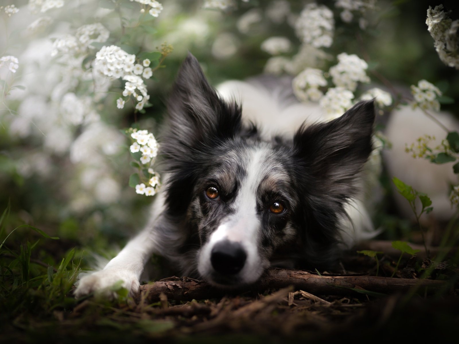 Обои морда, цветы, взгляд, собака, бордер-колли, face, flowers, look, dog, the border collie разрешение 2048x1365 Загрузить