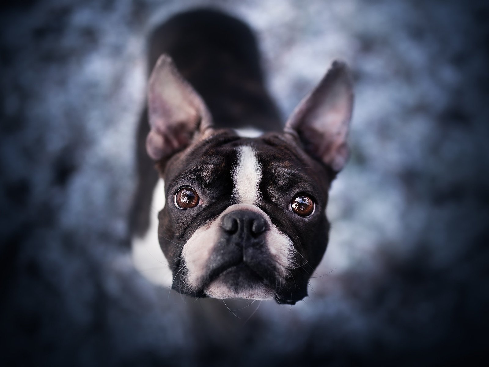 Обои морда, взгляд, собака, боке, бостон-терьер, face, look, dog, bokeh, boston terrier разрешение 2048x1365 Загрузить