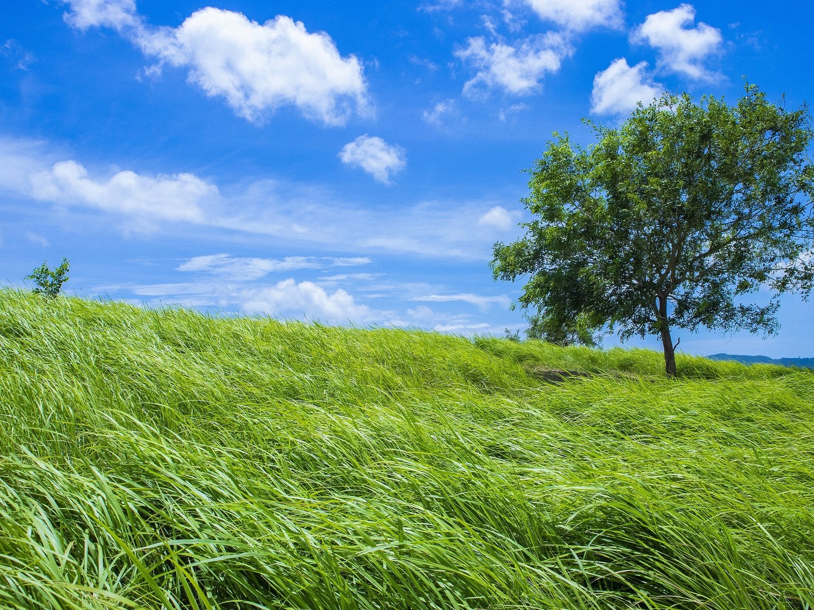 Обои небо, трава, дерево, зелень, поле, лето, the sky, grass, tree, greens, field, summer разрешение 3840x2160 Загрузить