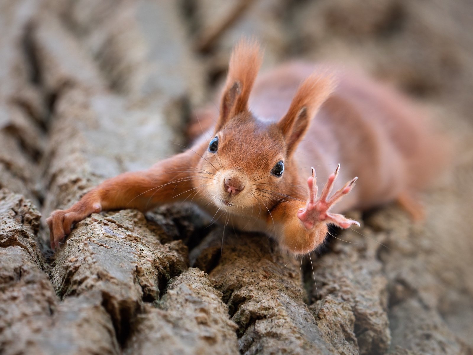 Обои природа, животное, ствол, белка, зверек, грызун, лапка, nature, animal, trunk, protein, rodent, foot разрешение 2048x1536 Загрузить