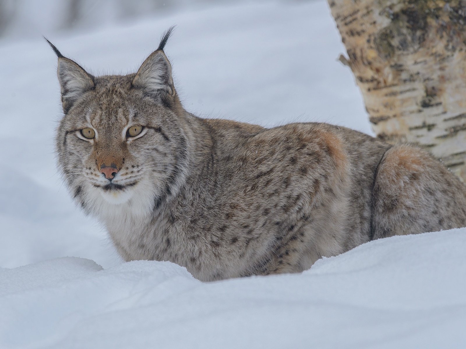 Обои снег, зима, рысь, взгляд, дикая кошка, snow, winter, lynx, look, wild cat разрешение 1920x1280 Загрузить