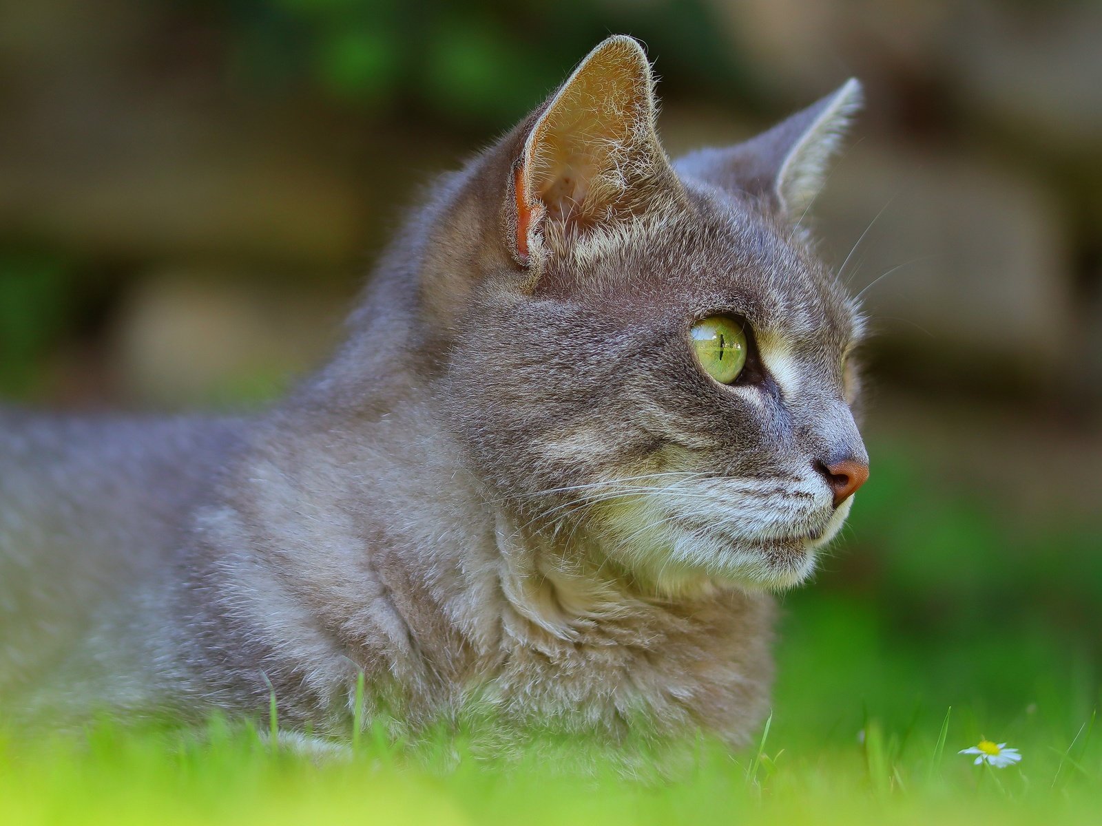 Обои трава, кот, кошка, лежит, серый, профиль, grass, cat, lies, grey, profile разрешение 3840x2160 Загрузить