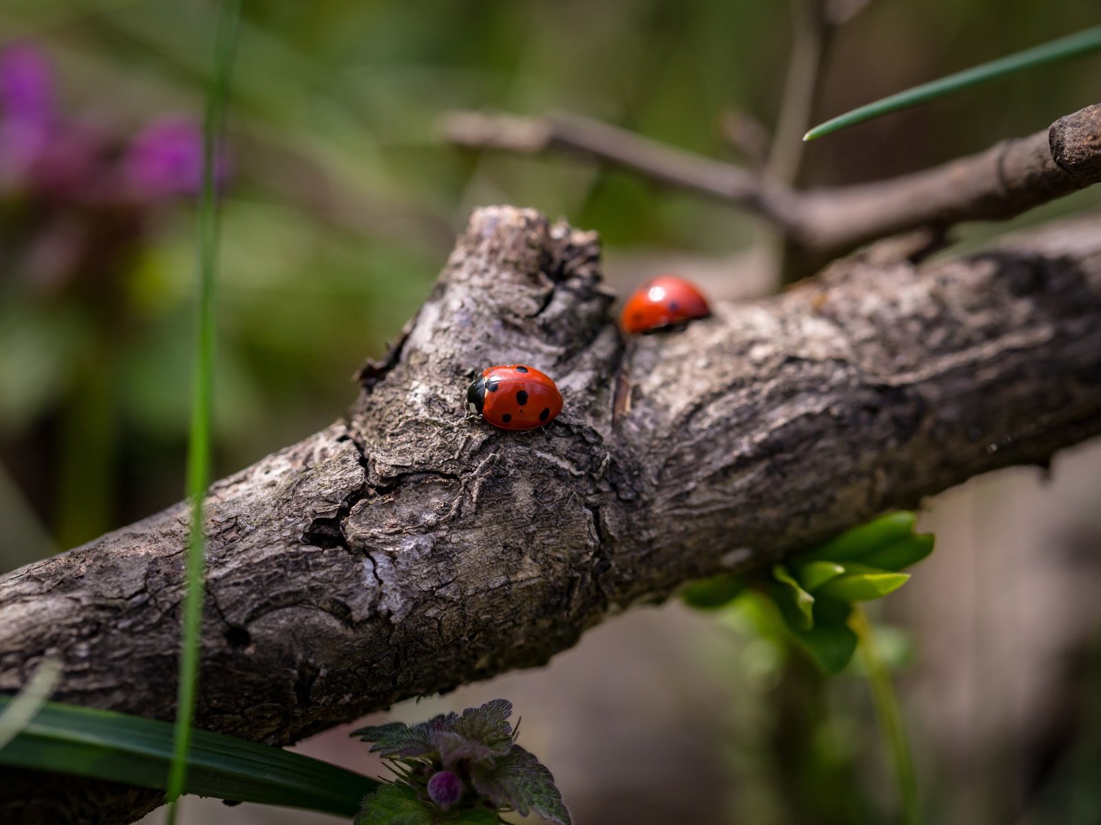 Обои ветка, божьи коровки, божья коровка, жуки, боке, branch, ladybugs, ladybug, bugs, bokeh разрешение 5472x3338 Загрузить