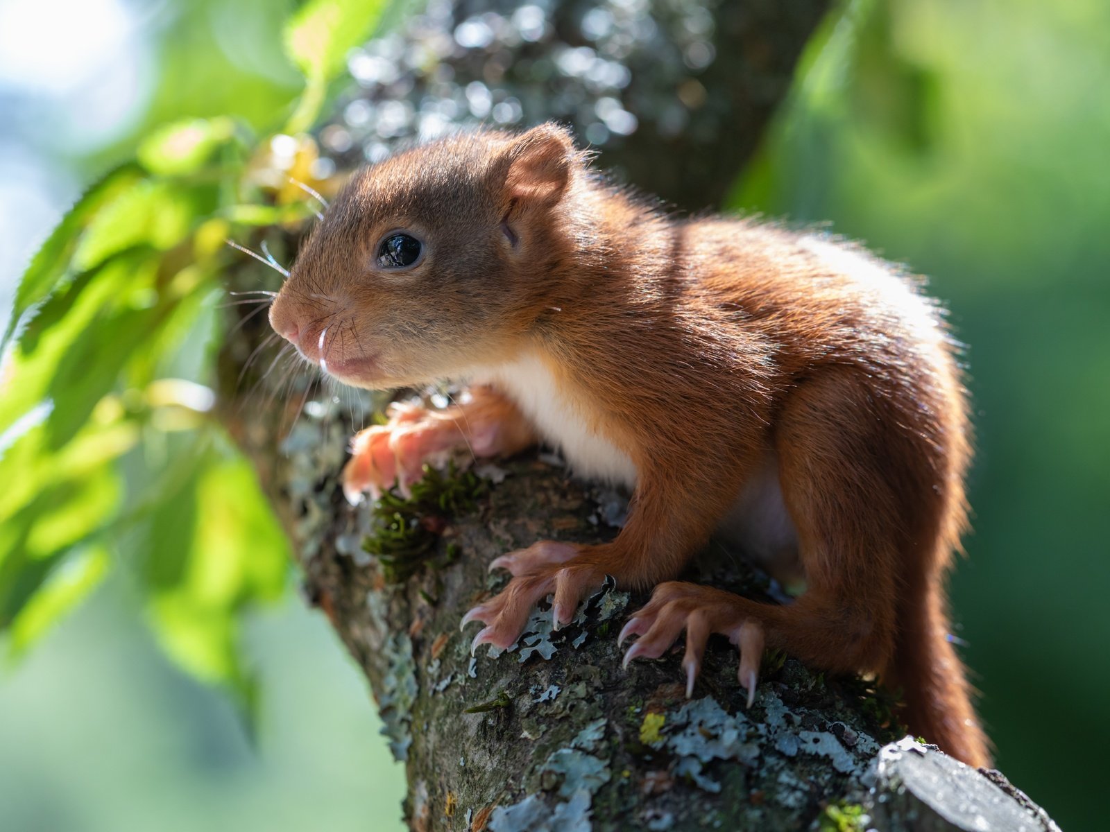 Обои ветка, дерево, белка, бельчонок, branch, tree, protein, squirrel разрешение 6179x4119 Загрузить