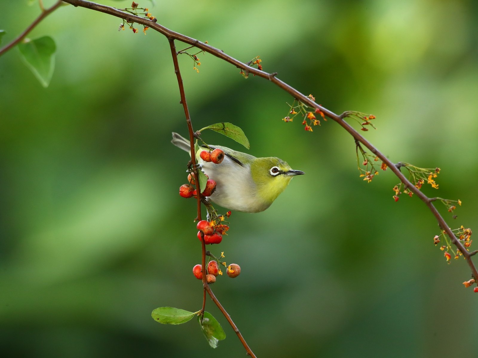 Обои ветка, природа, птица, ягоды, белый глаз, branch, nature, bird, berries, white eye разрешение 2048x1365 Загрузить