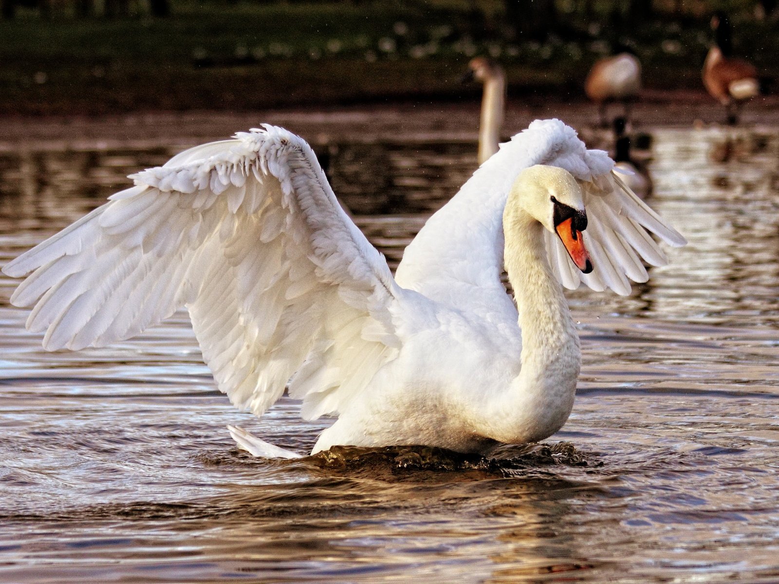 Обои водоем, птица, лебедь, взмах крыльев, pond, bird, swan, flap разрешение 2560x1773 Загрузить