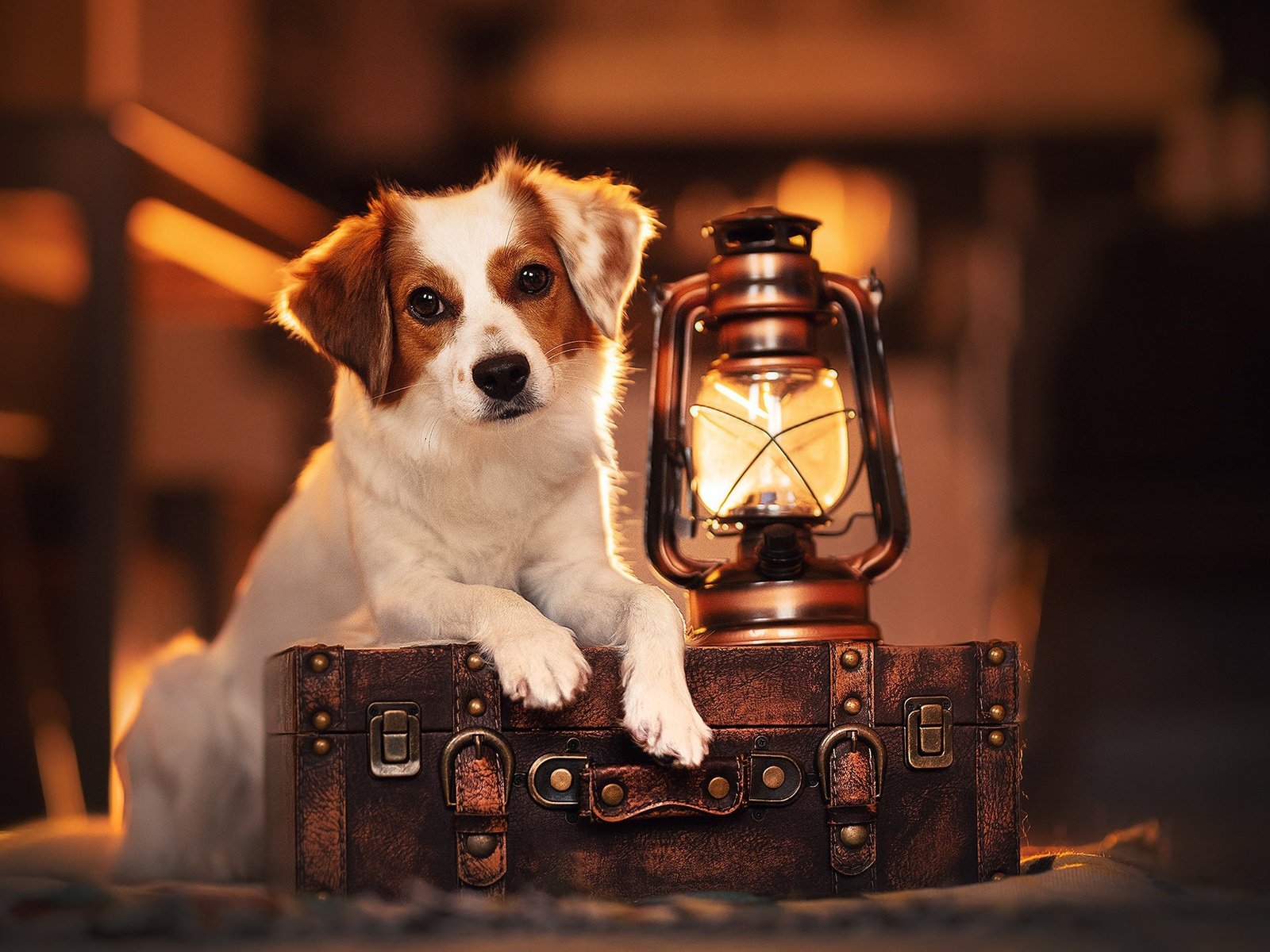 Обои взгляд, лампа, собака, фонарь, чемодан, look, lamp, dog, lantern, suitcase разрешение 2048x1365 Загрузить