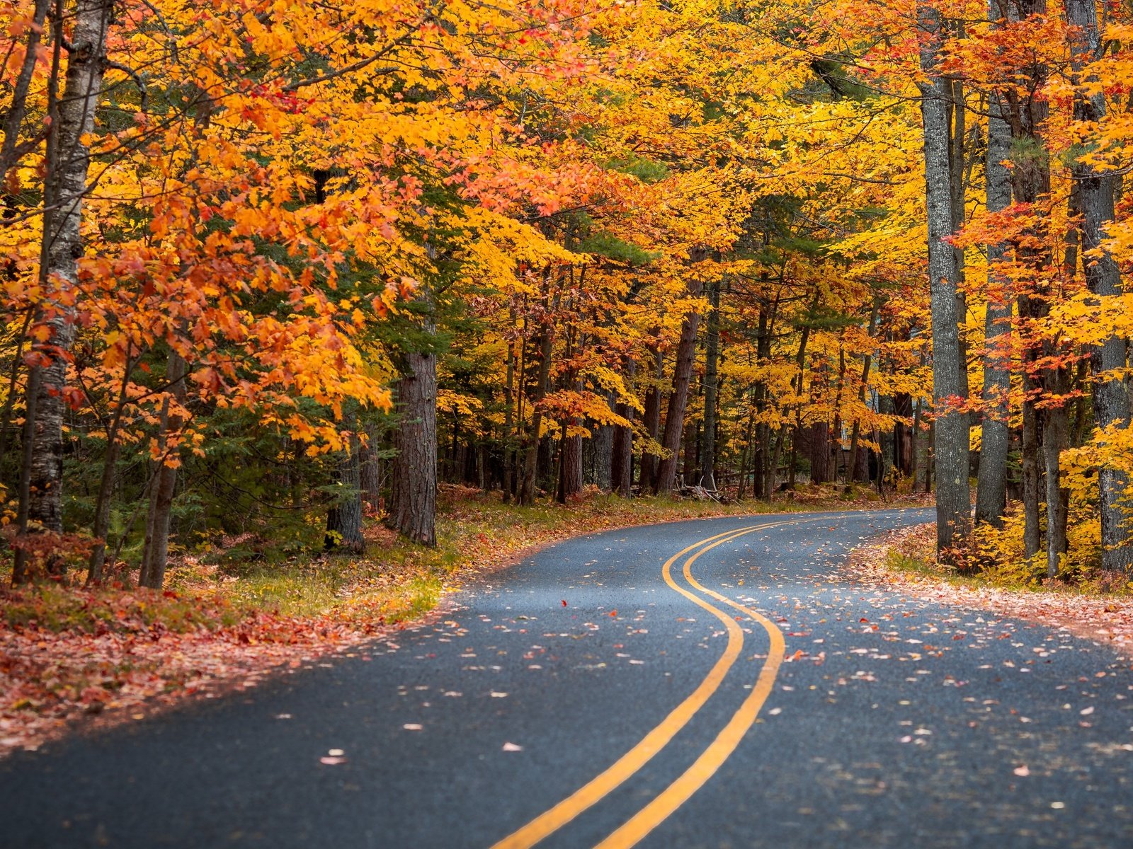 Обои дорога, лес, листья, пейзаж, осень, road, forest, leaves, landscape, autumn разрешение 3840x2716 Загрузить