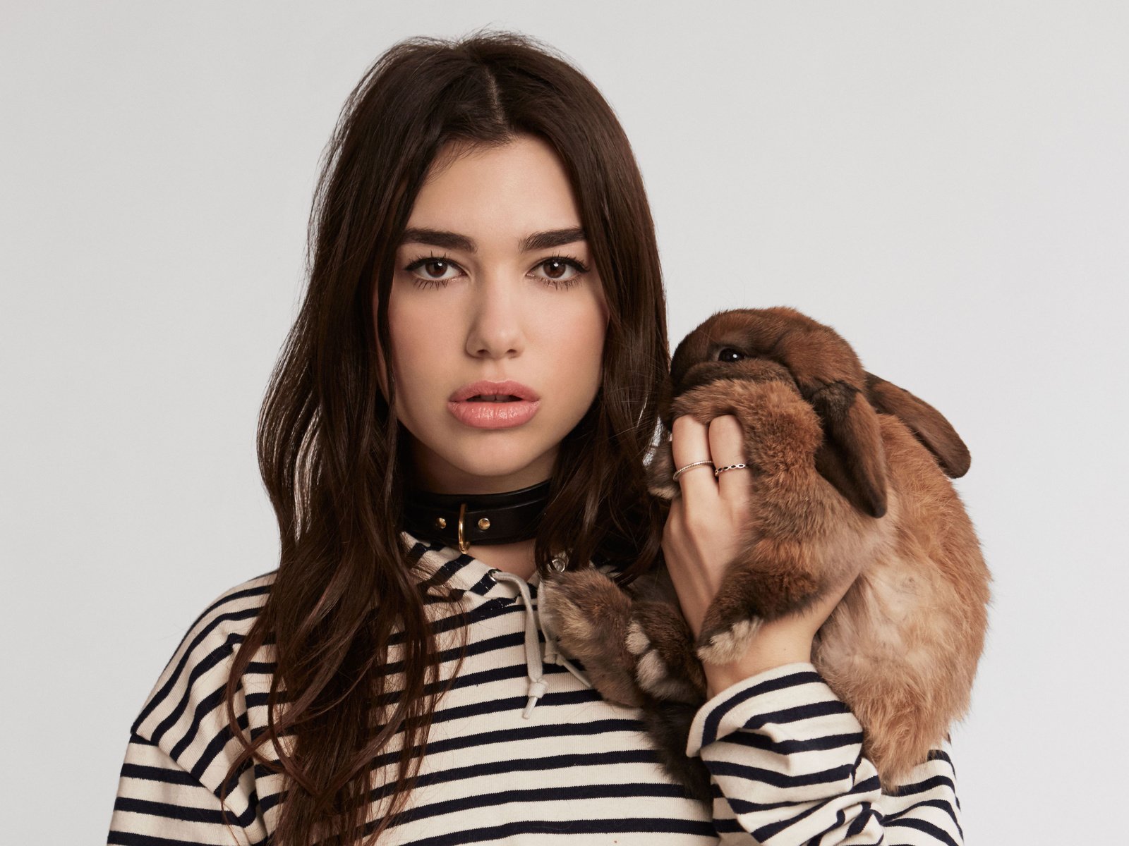 Обои кролик, певица, дуа липа, rabbit, singer, dua lipa разрешение 3714x2872 Загрузить