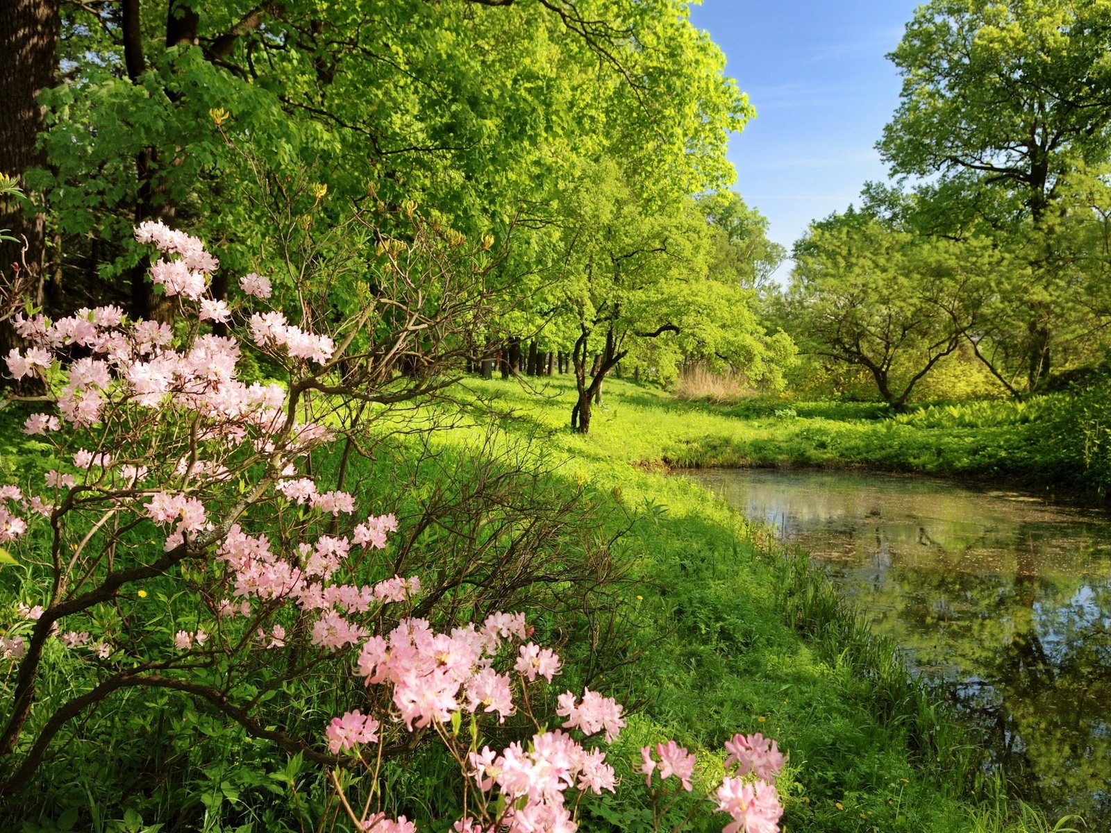 Обои деревья, цветение, растения, листва, весна, пруд, кустарники, trees, flowering, plants, foliage, spring, pond, shrubs разрешение 3840x2400 Загрузить